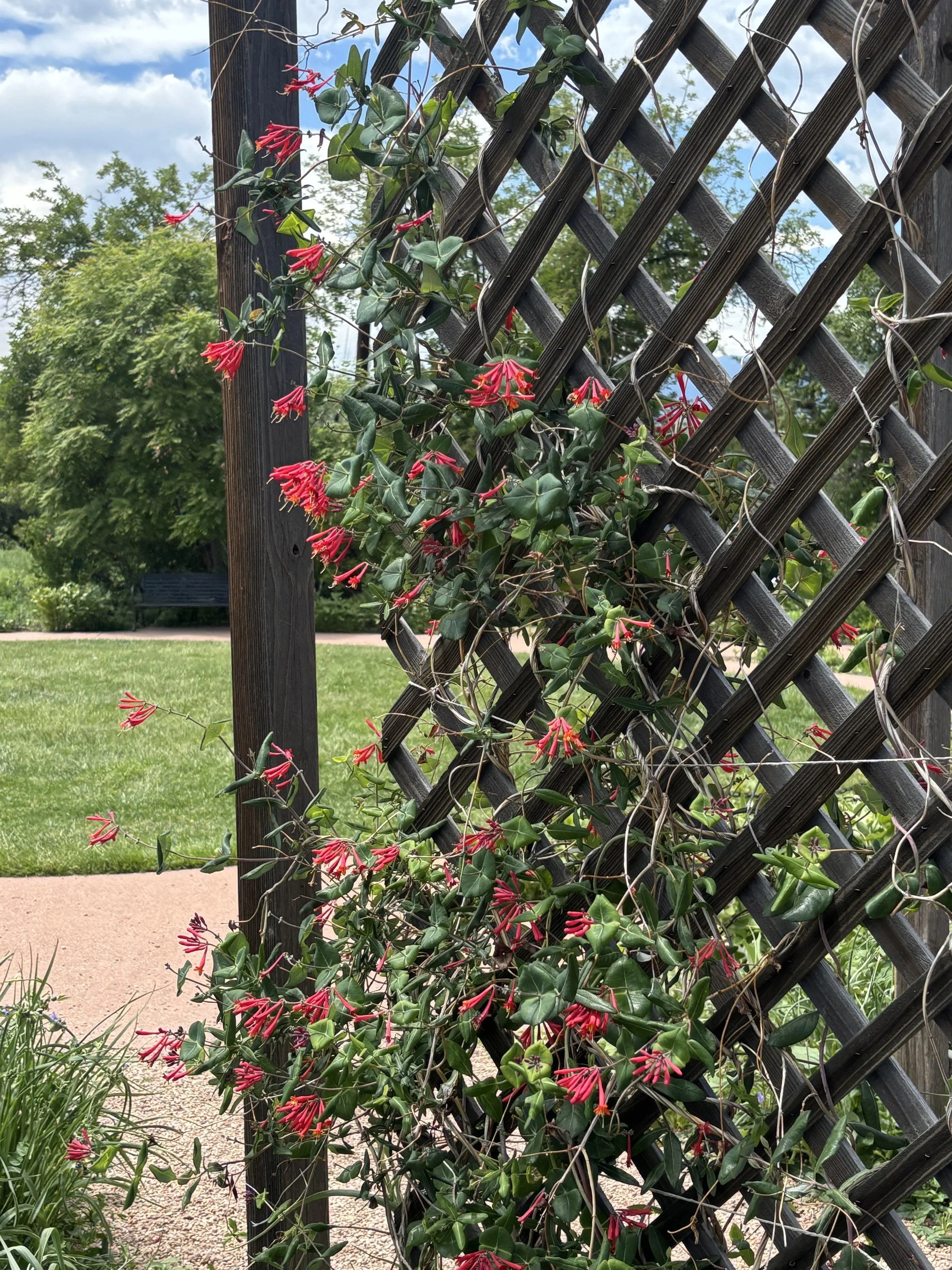 This was only the second year this lonicera sempivirens exploded with red. This particular honeysuckle was a hummingbird magnet.
