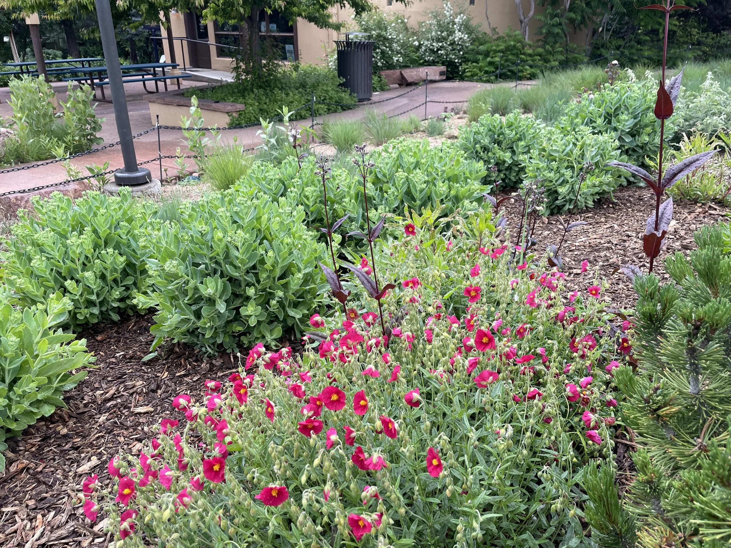 This "rock rose" (helianthemum nummmularium) wasn't something I was used to using in Santa Fe gardens, but where there's enough water, this was a stunner when not much else was showing off.