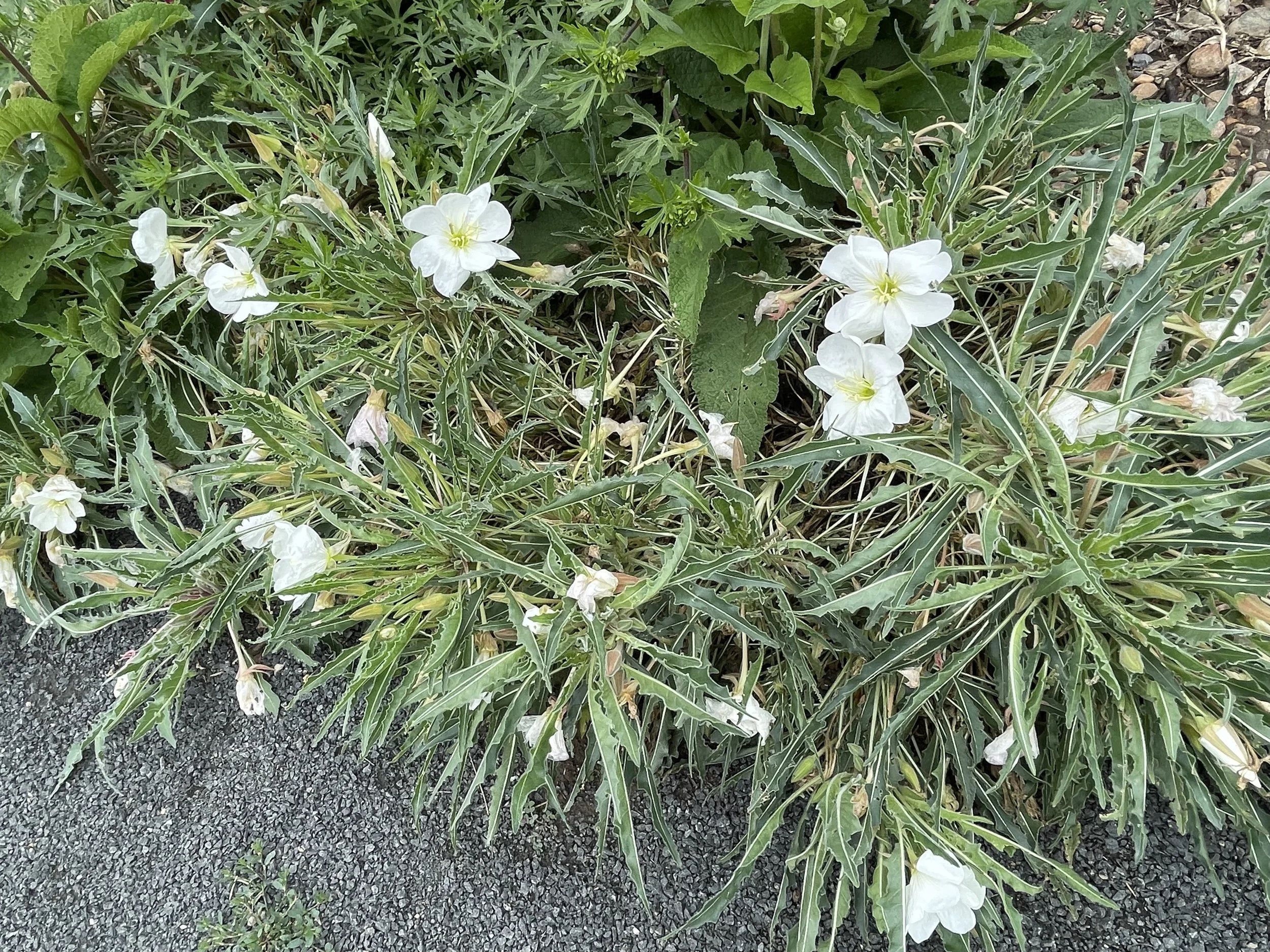 New Mexico Evening Primrose (oenothera neomexicana) is heaven scented and the drought tolerant cousin of the Missouri. Not nearly as vigorous a spreader, it adores disturbed, riparian, rocky, forest soil, and can be overwatered.