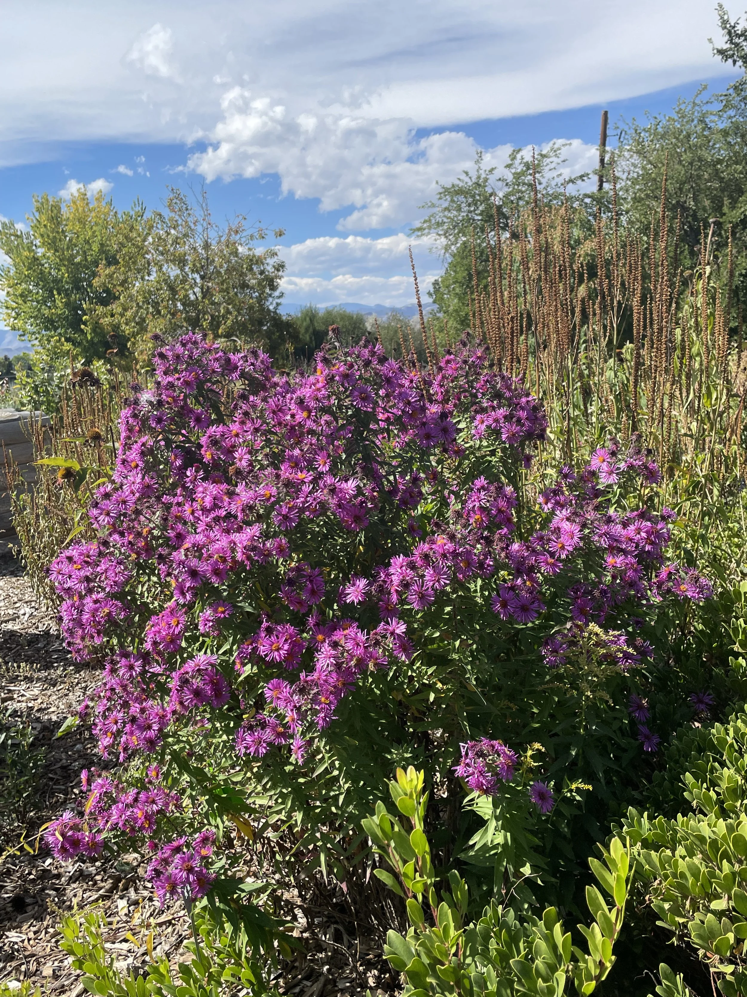 "Ruby Red" Aster is spectacular in the fall and your native pollinators will thank you. Asters and goldenrod to go well together, by the way.