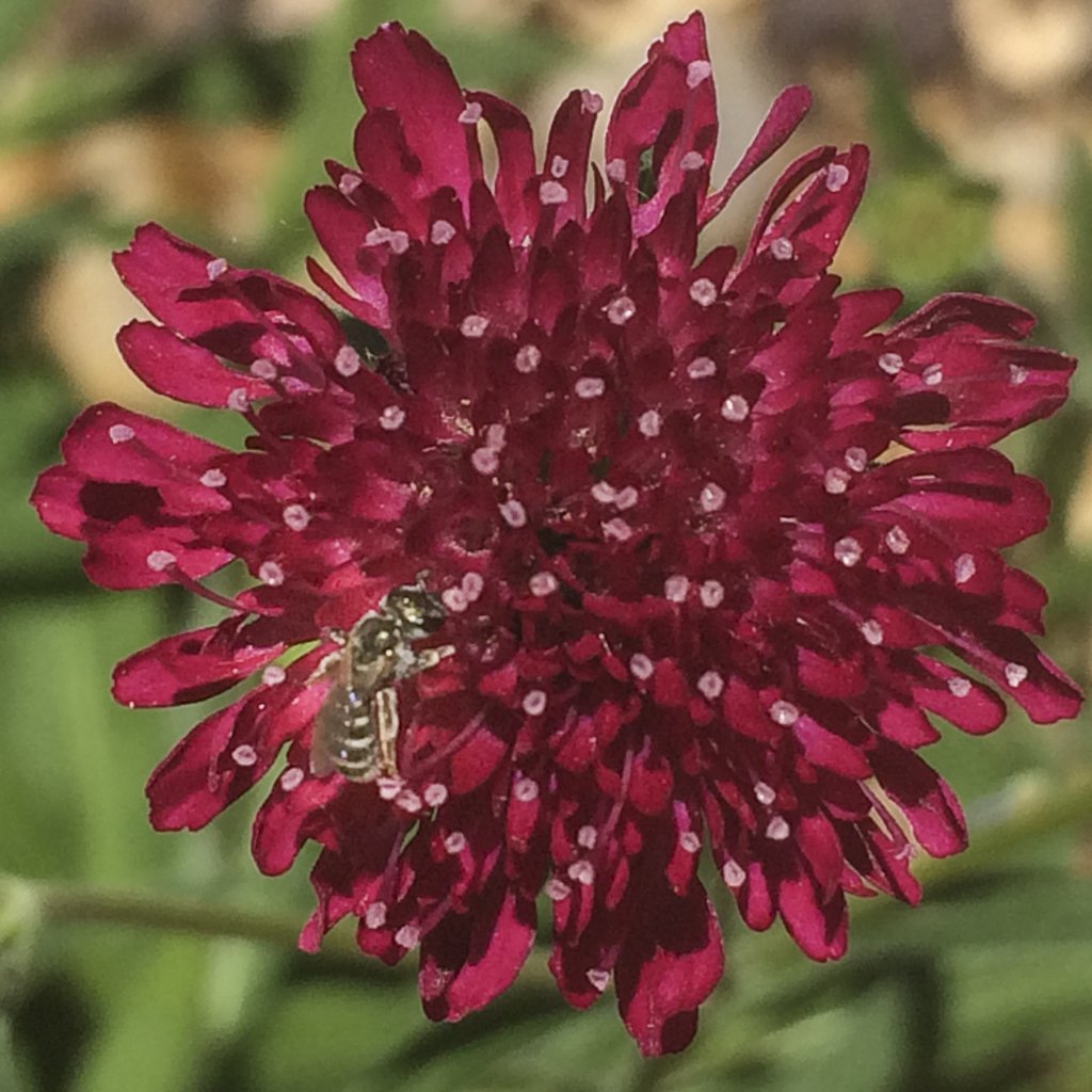 Gardening as if the God in All Life Mattered (Introduction)