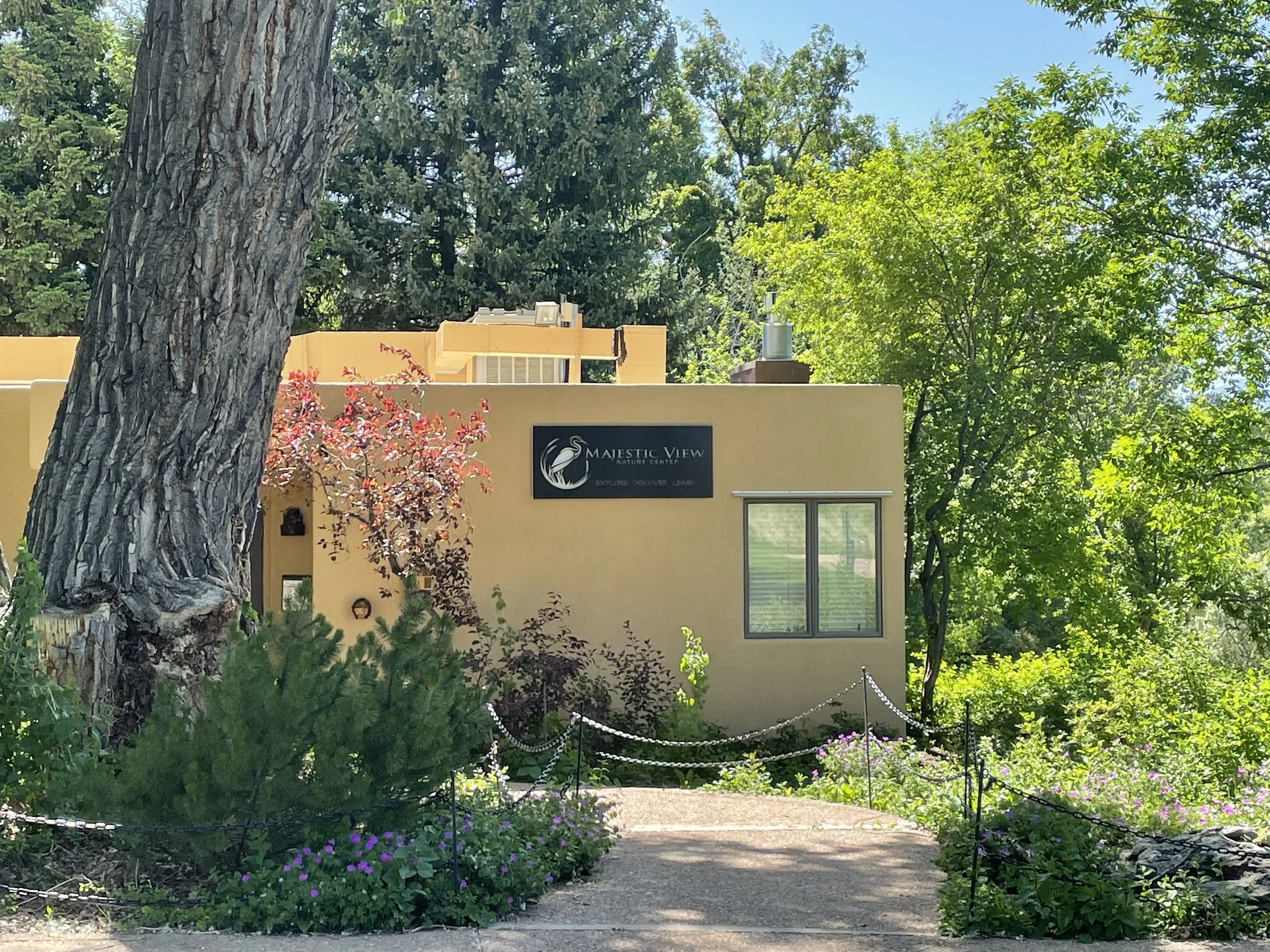 The entrance to the Nature Center is obscured by a huge cottonwood trunk, making it tricky for visitors to find the front door. When I arrived volunteers were charged with getting invasive buckthorn trees out. (to the right of window) It proved nearl