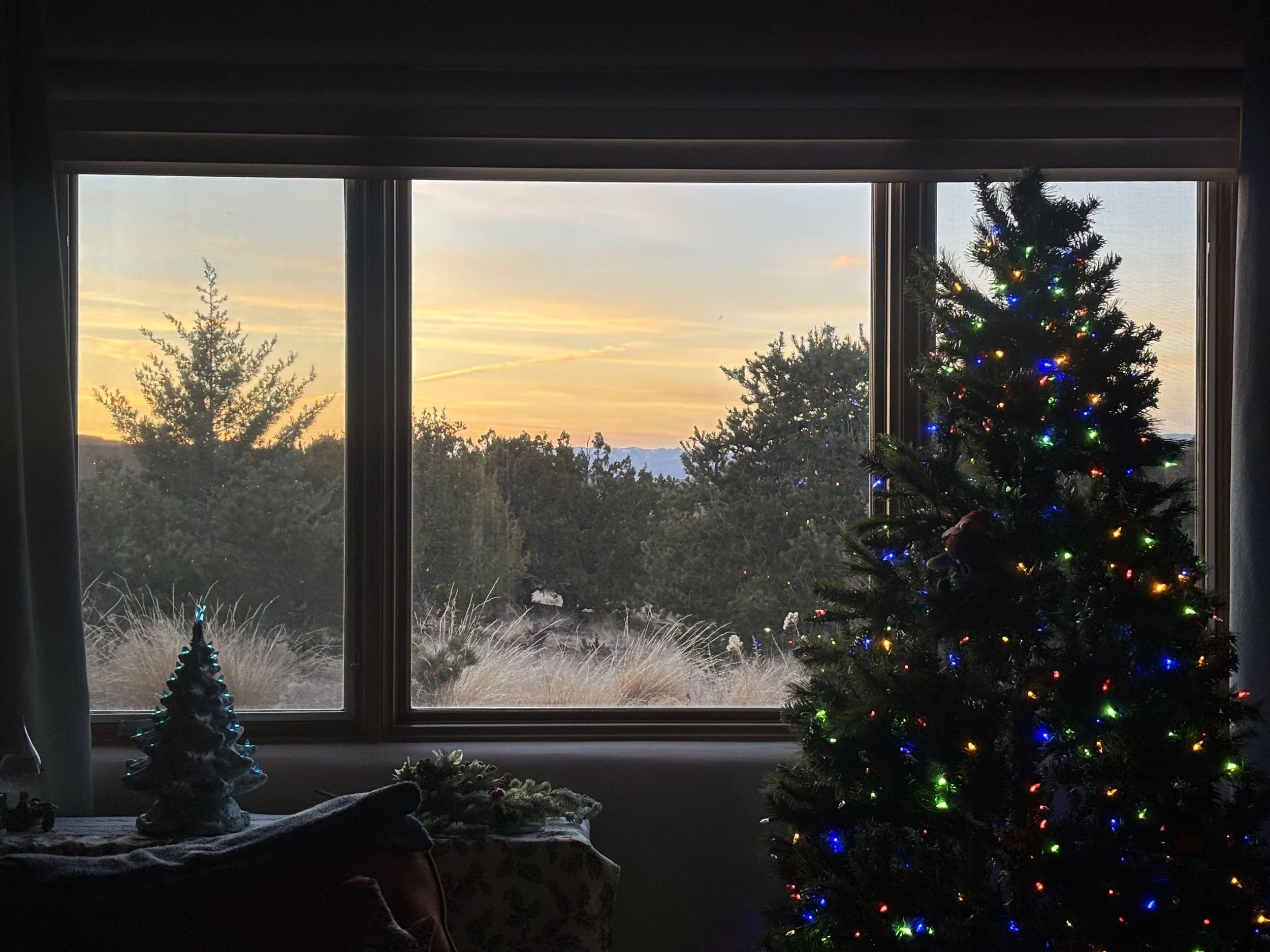 Here a more mature Arizona Cypress (Hersperocyperis arizonica "blue ice") provides privacy screening, erosion control, and a beautiful outdoor mirror for the Christmas tree