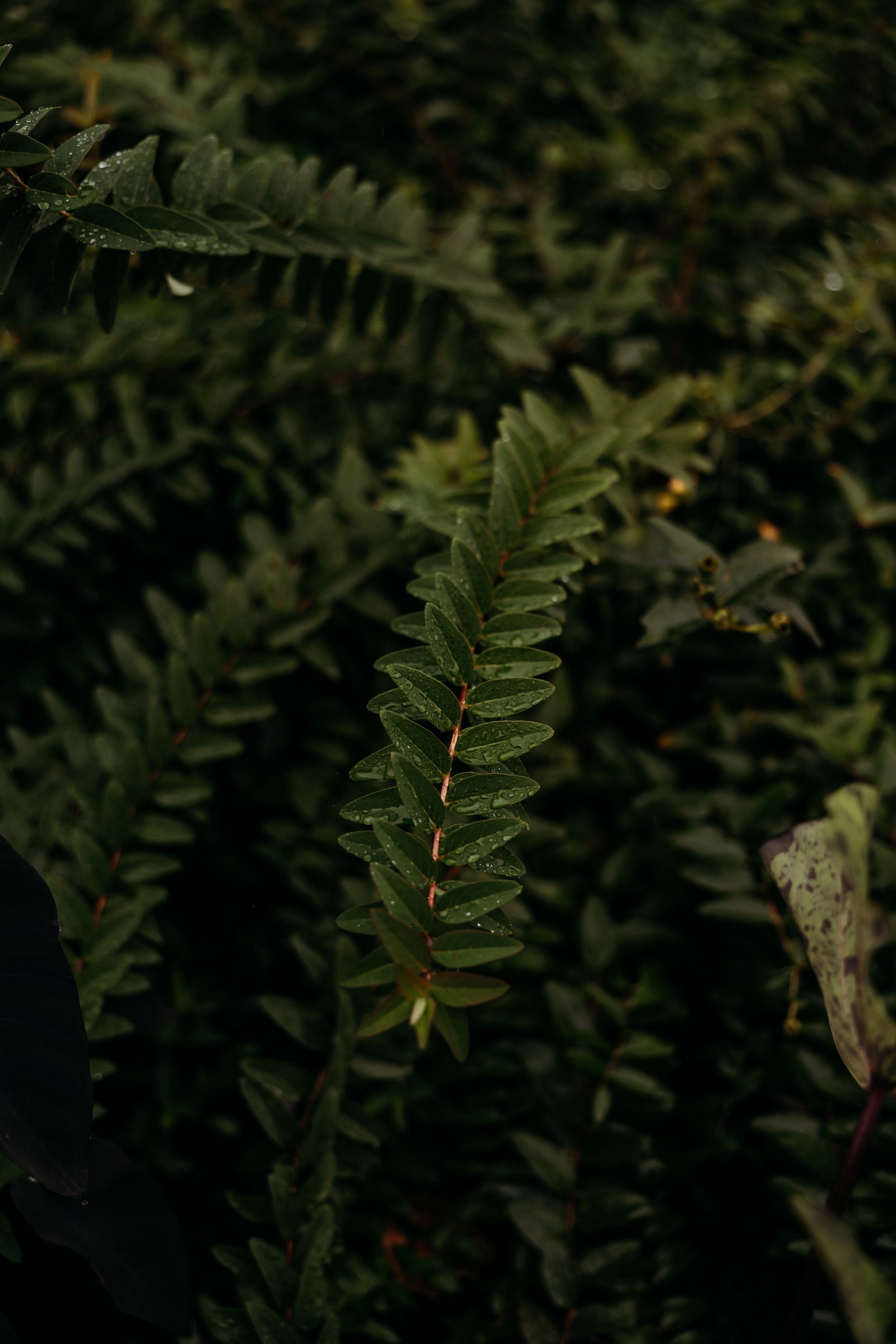 ohdeercollective-ohio-engagement-wedding-maternity-photographer-thebank-akron-94.jpg