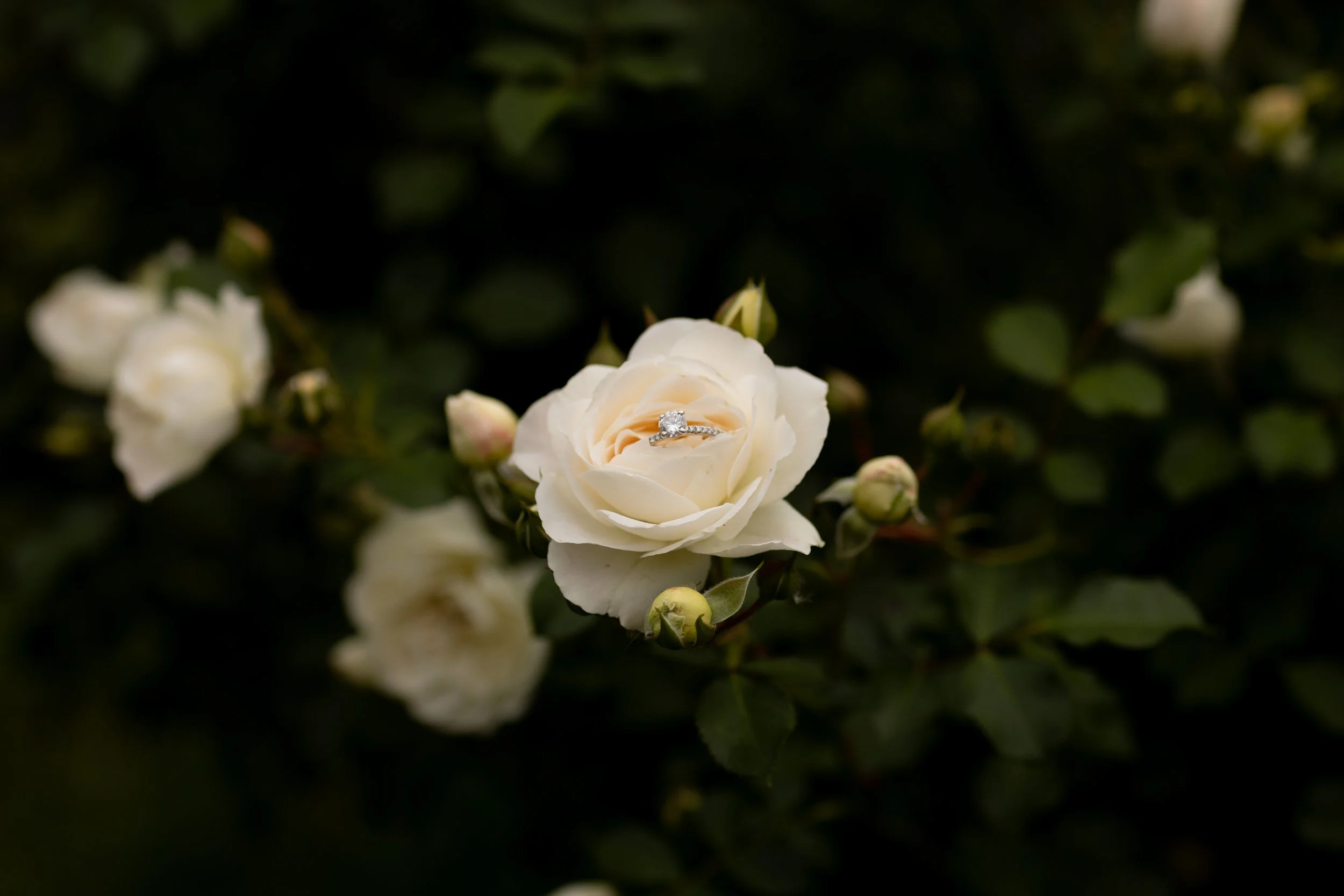Nick & Alex | Summer Engagement | Park Of Roses