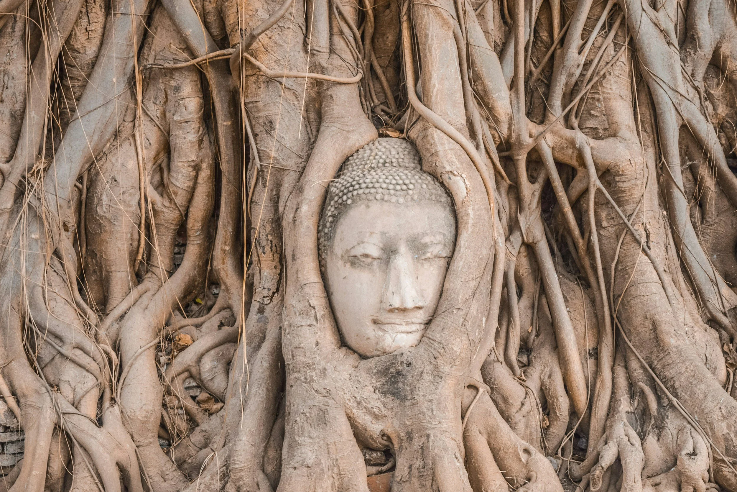 Tête de Bouddha en pierre intégrée dans un arbre avec de nombreuses racines entremêlées.