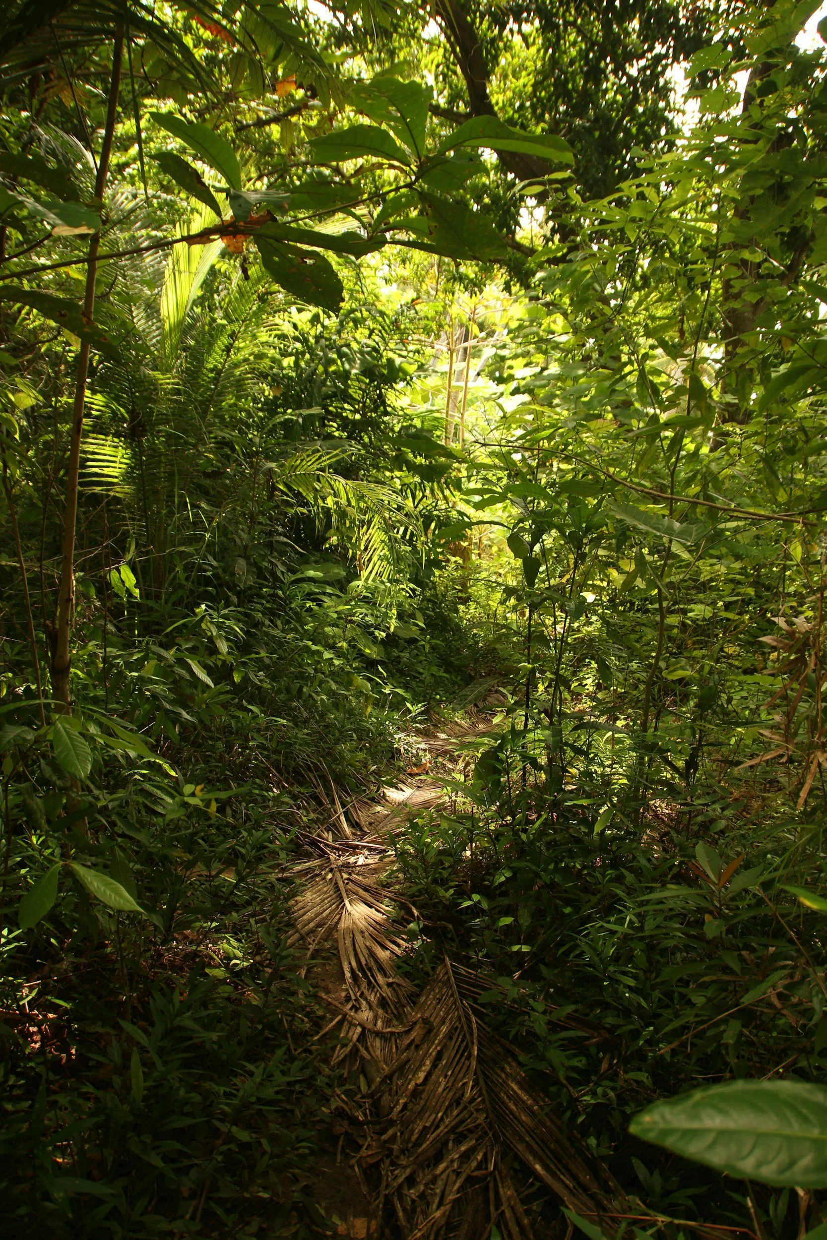 Sentier étroit à travers une forêt dense avec feuillage vert luxuriant, permettant peu de lumière