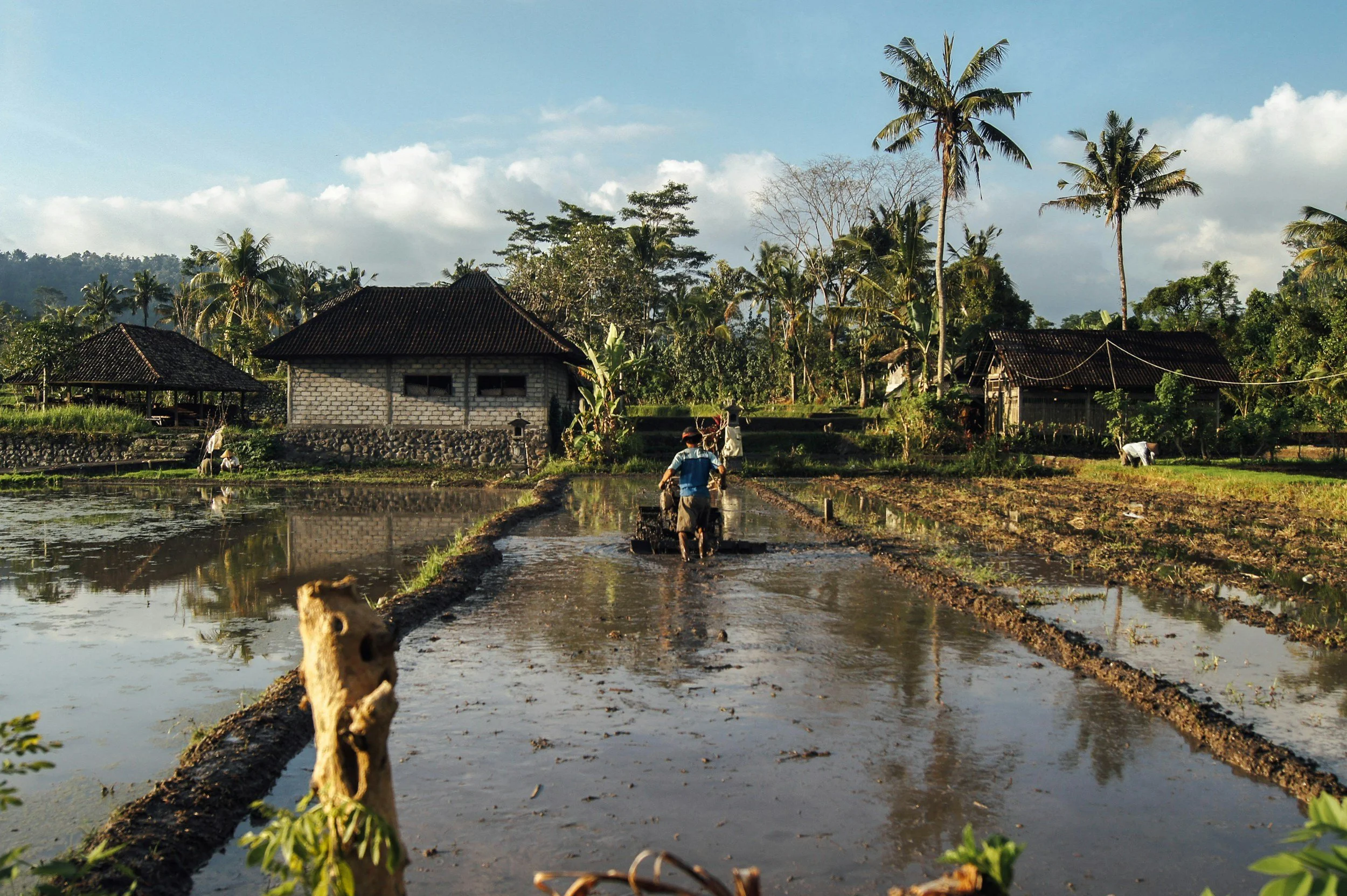 Paysage rural avec des maisons traditionnelles, un homme marche dans un champ de riz inondé, palmiers, ciel bleu avec nuages, dans un environnement tropical.