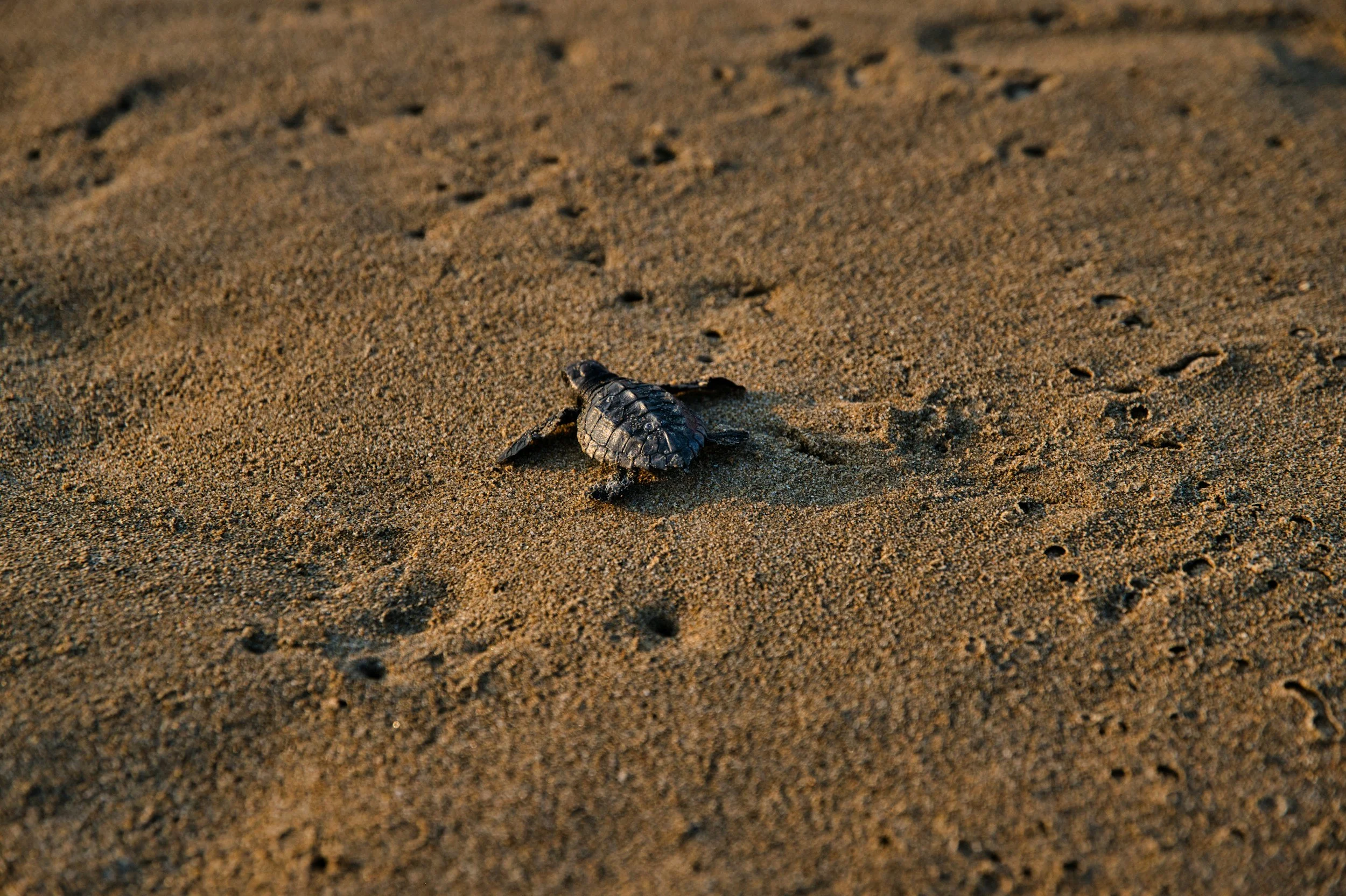 Une petite tortue Hatchling qui marche sur la plage de sable.
