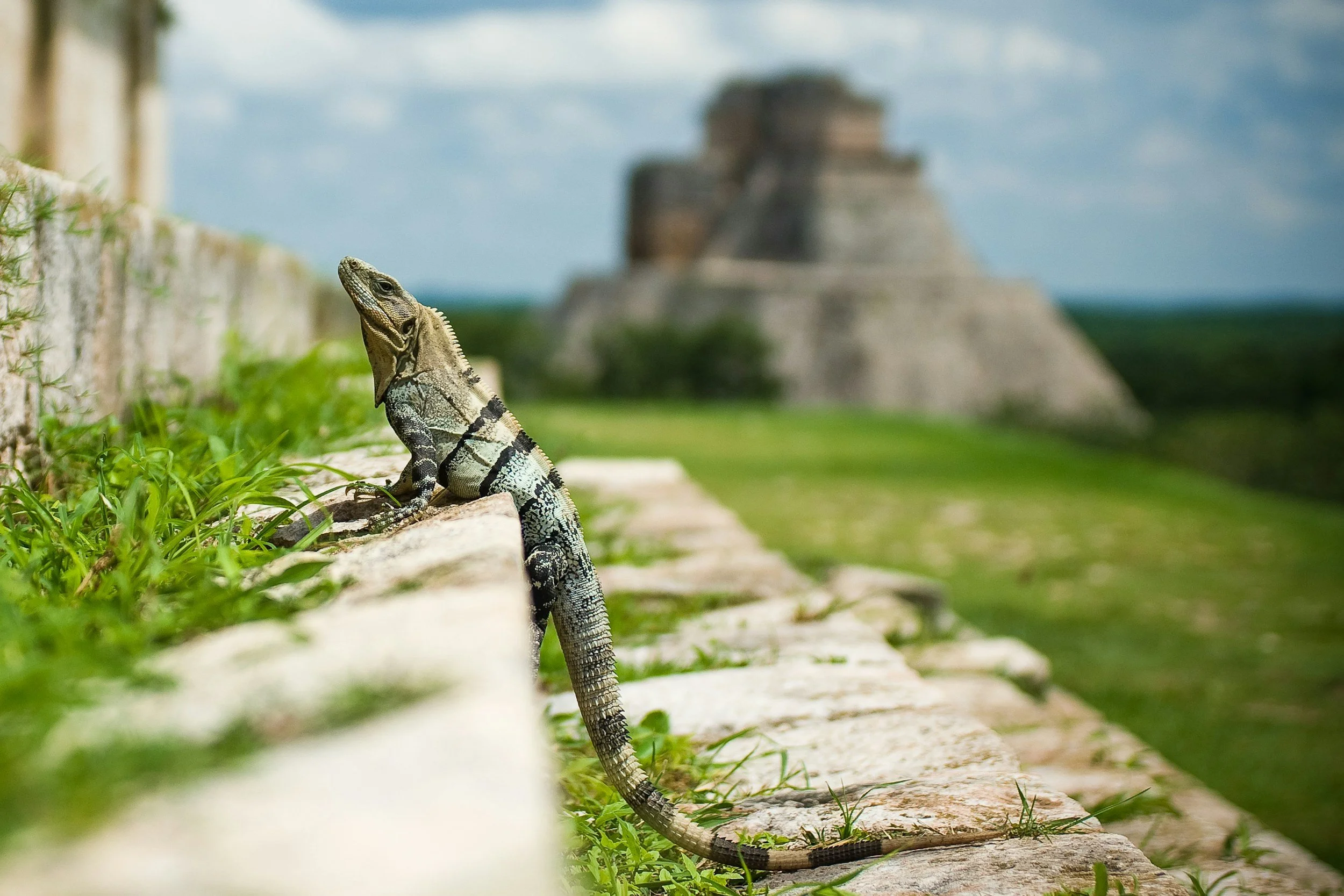 Iguane perché sur une vieille pierre à côté d'une pyramide maya dans la jungle du Yucatán.
