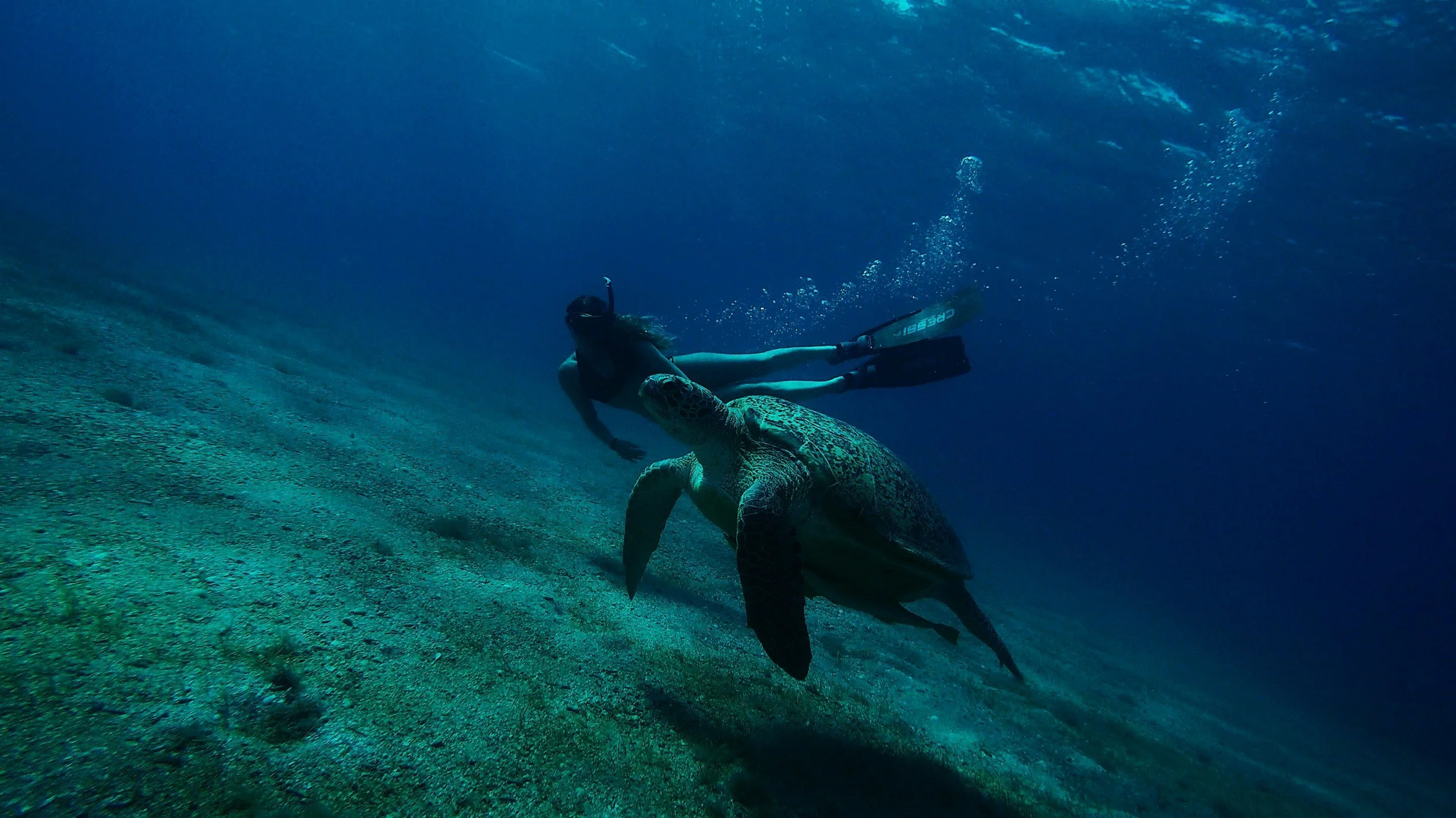 Plongée sous-marine avec une personne nageant près d'une tortue marine dans l'océan.