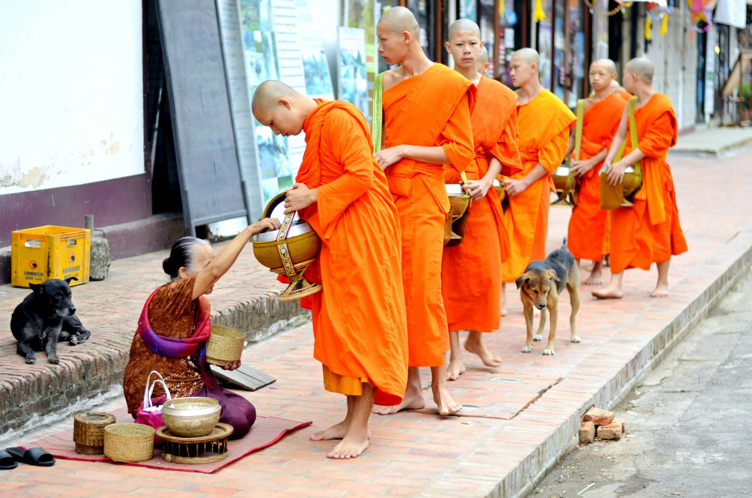 Une femme âgée donne de l'argent à un moine bouddhiste en ligne, un groupe de moines bouddhistes en orange porte des sacs à dos, marchant pieds nus dans une rue, avec deux chiens à proximité.