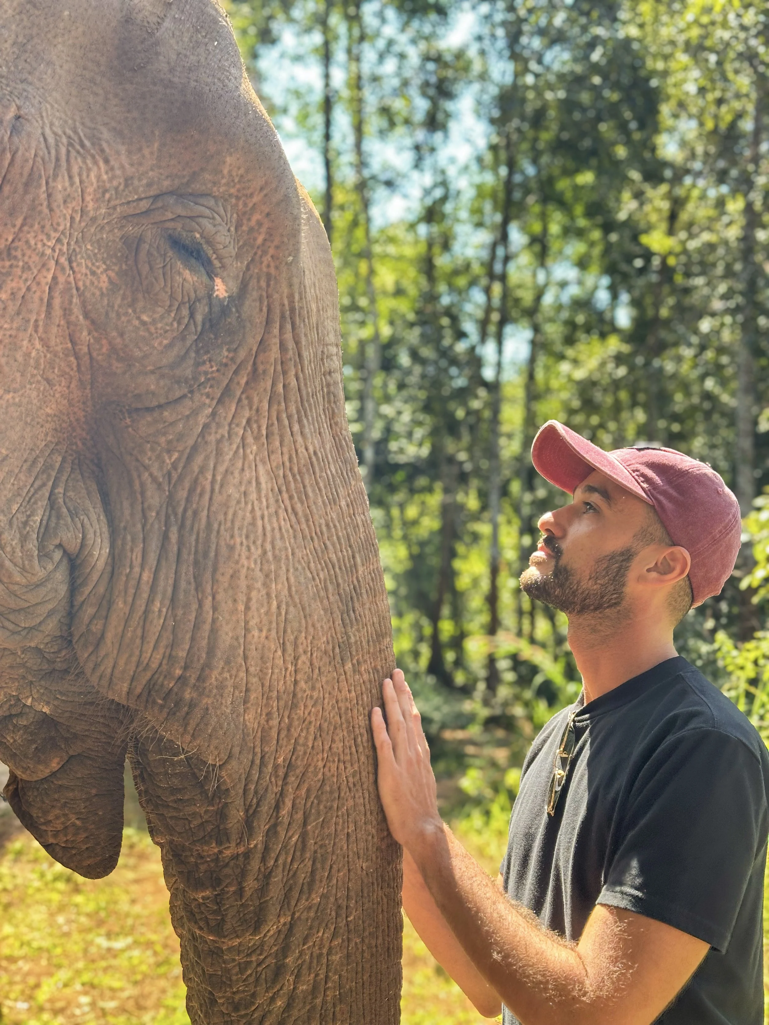 Un homme en t-shirt noir, portant une casquette rose, touche la peau d'un éléphant dans une forêt ensoleillée.