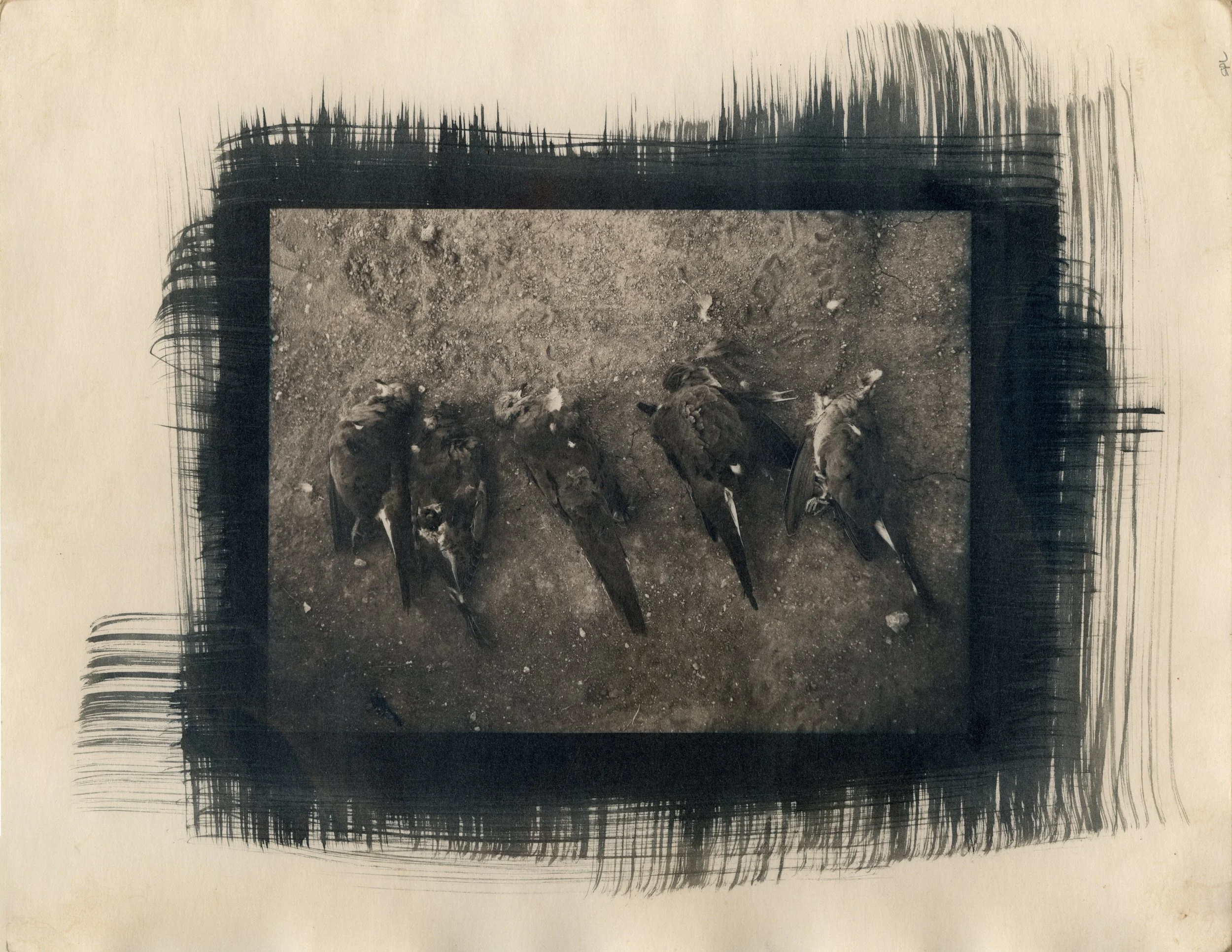 Cyanotype toned with green tea, Fall 2025