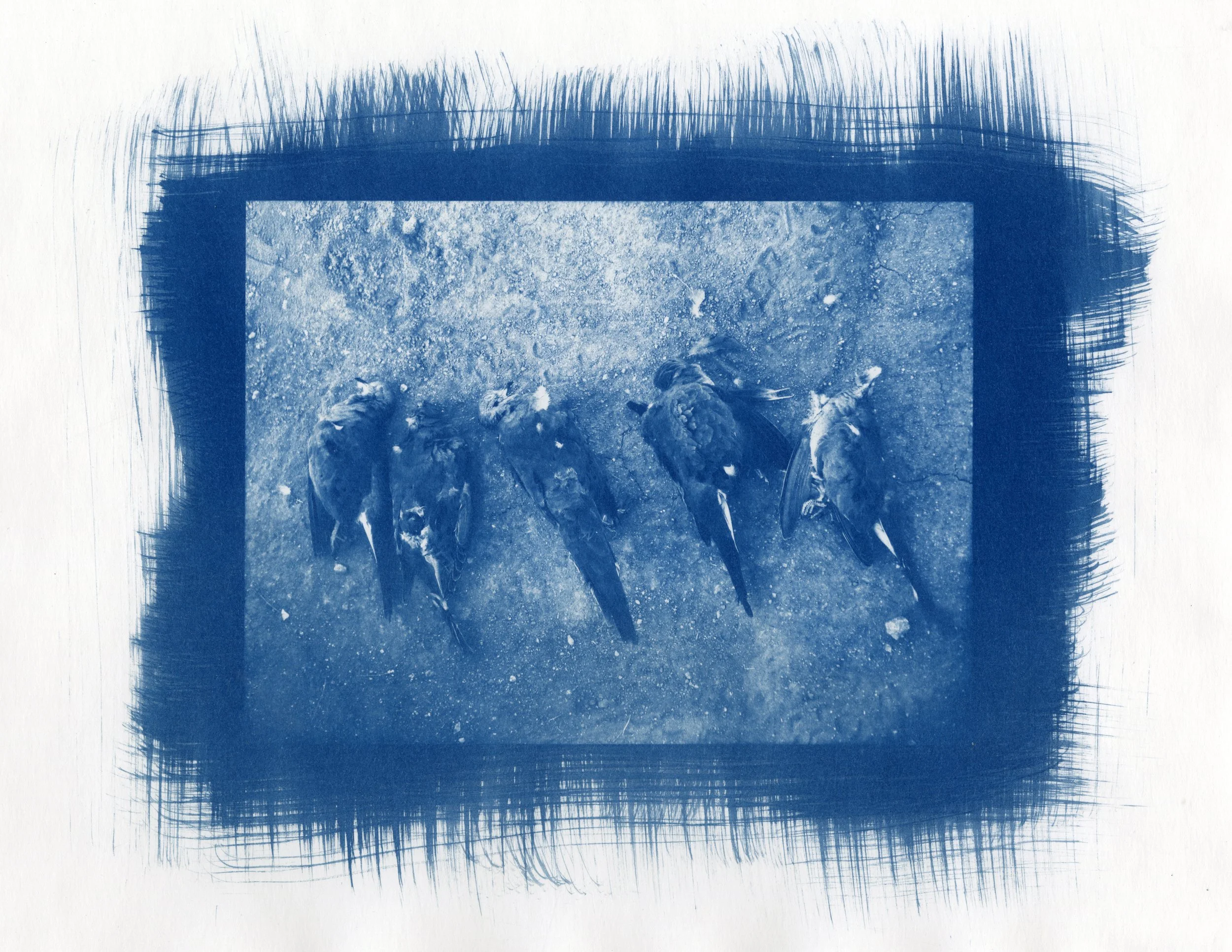 Cyanotype, Fall 2025