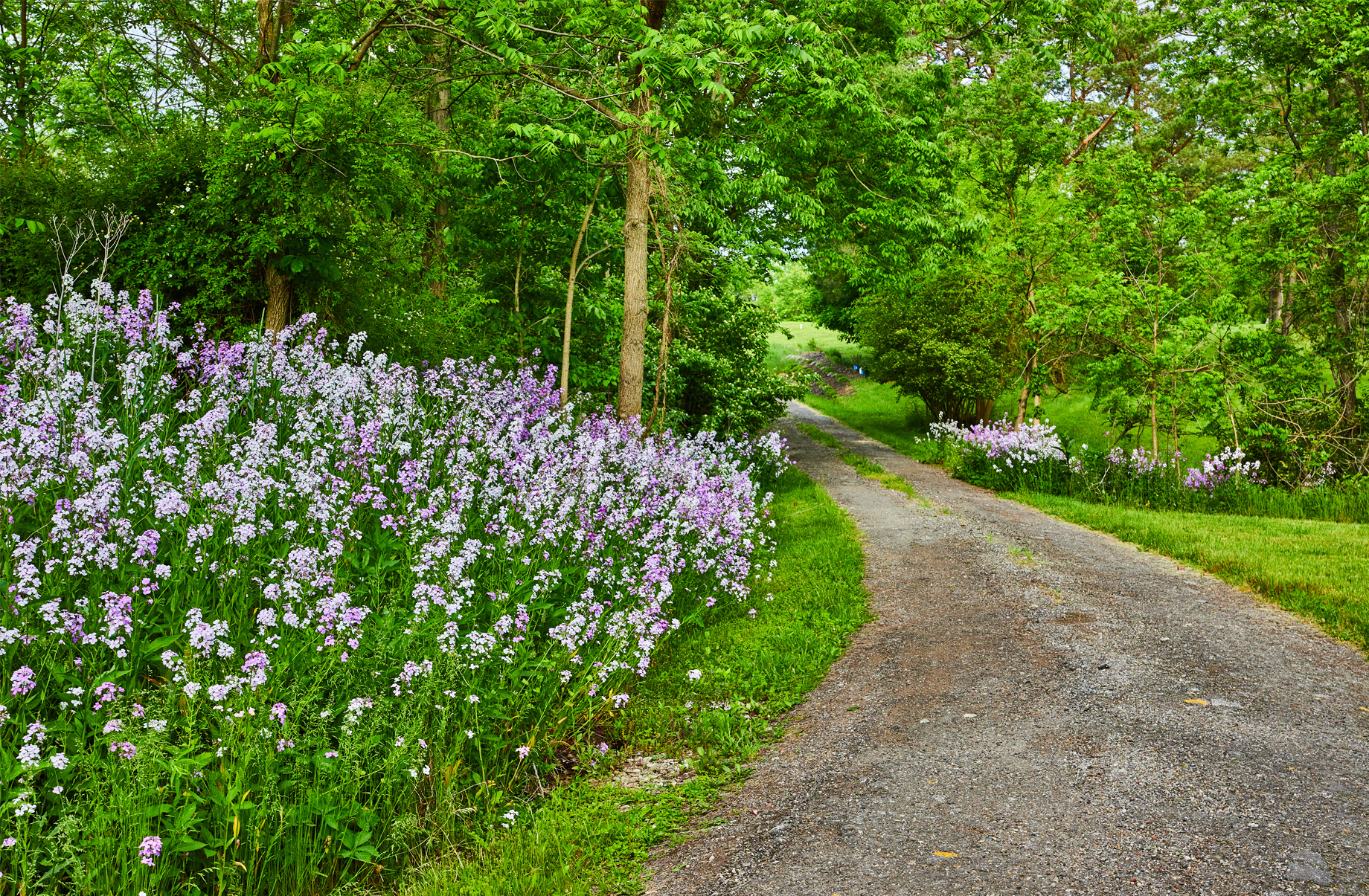 A dirt country road flanked by green grass and flowering bushes with purple and white flowers on both sides, surrounded by dense green trees, under a bright sky.