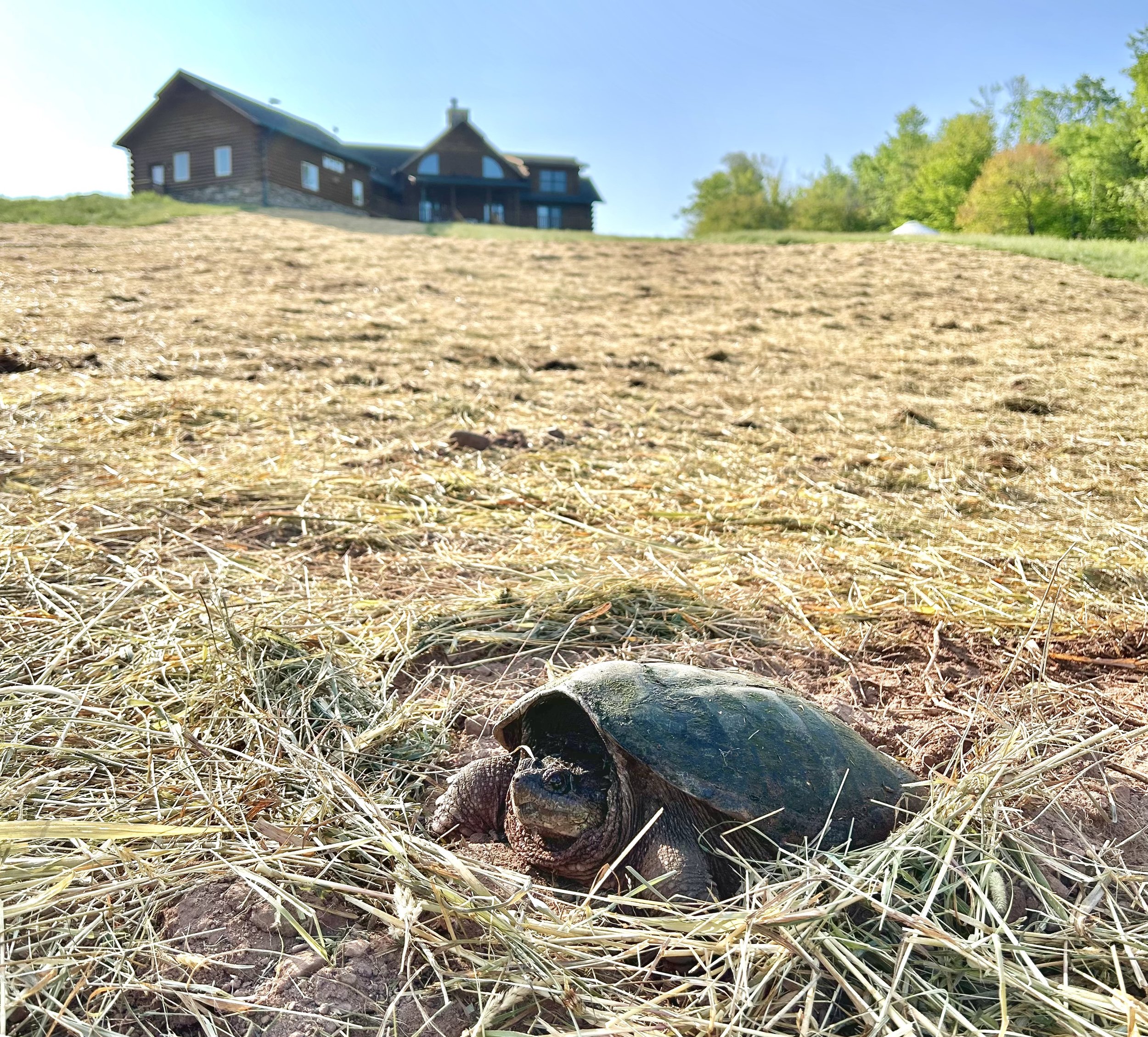 Snapping turtle laying eggs.JPG