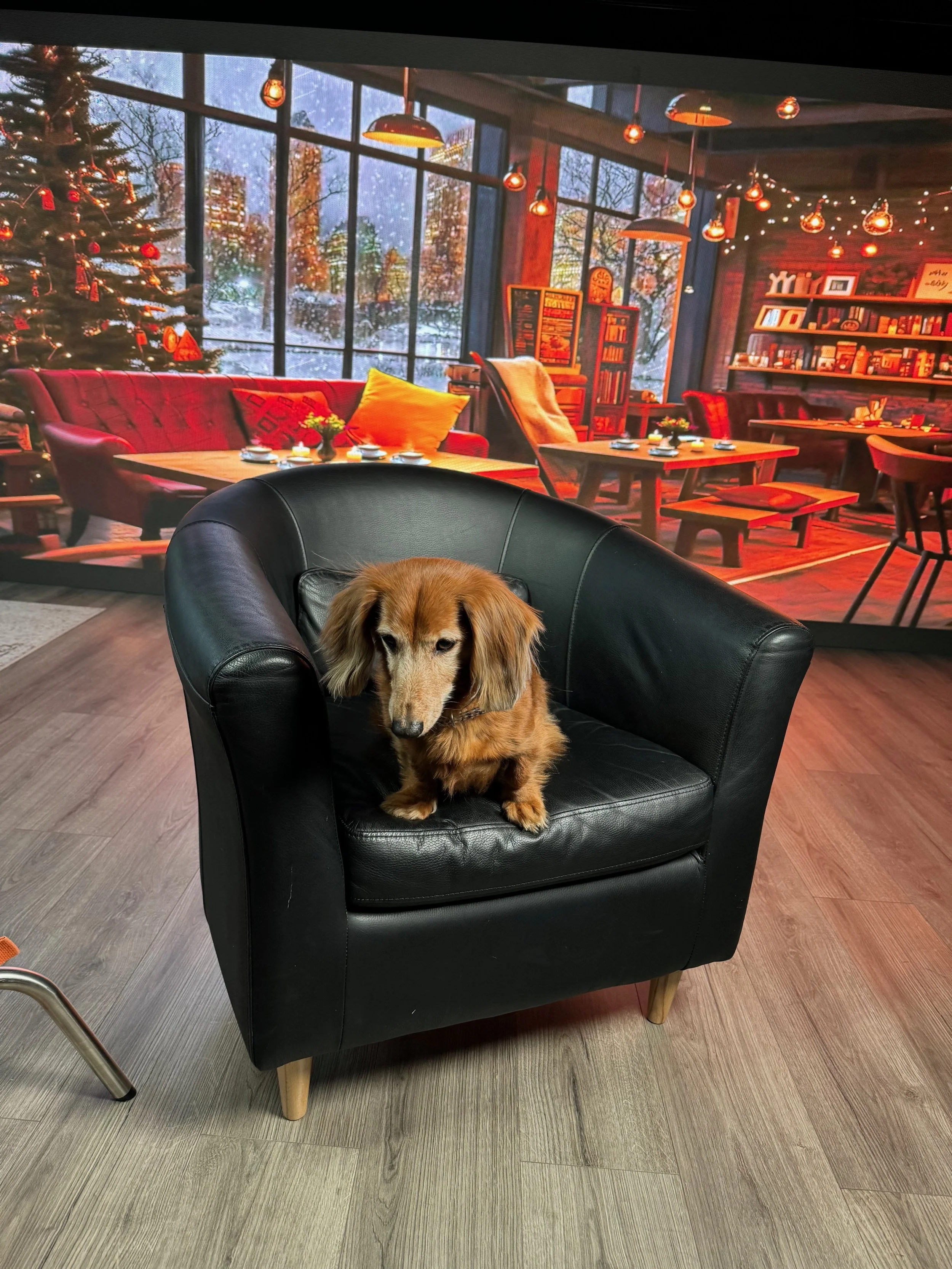 A small dachshund dog sitting on a black leather armchair in front of a background depicting a cozy, festive living room with large windows and decorated Christmas tree.