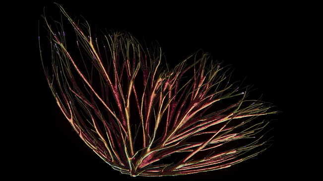 Close-up of a sea urchin spike with a black background