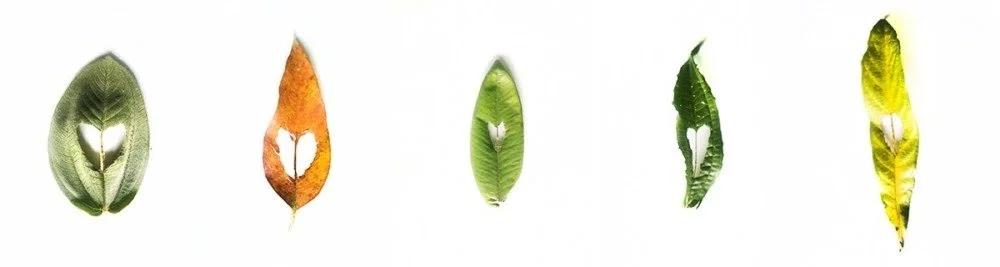Five different leaves with a heart-shaped cutout in each, arranged from left to right, showcasing varying colors and shapes.