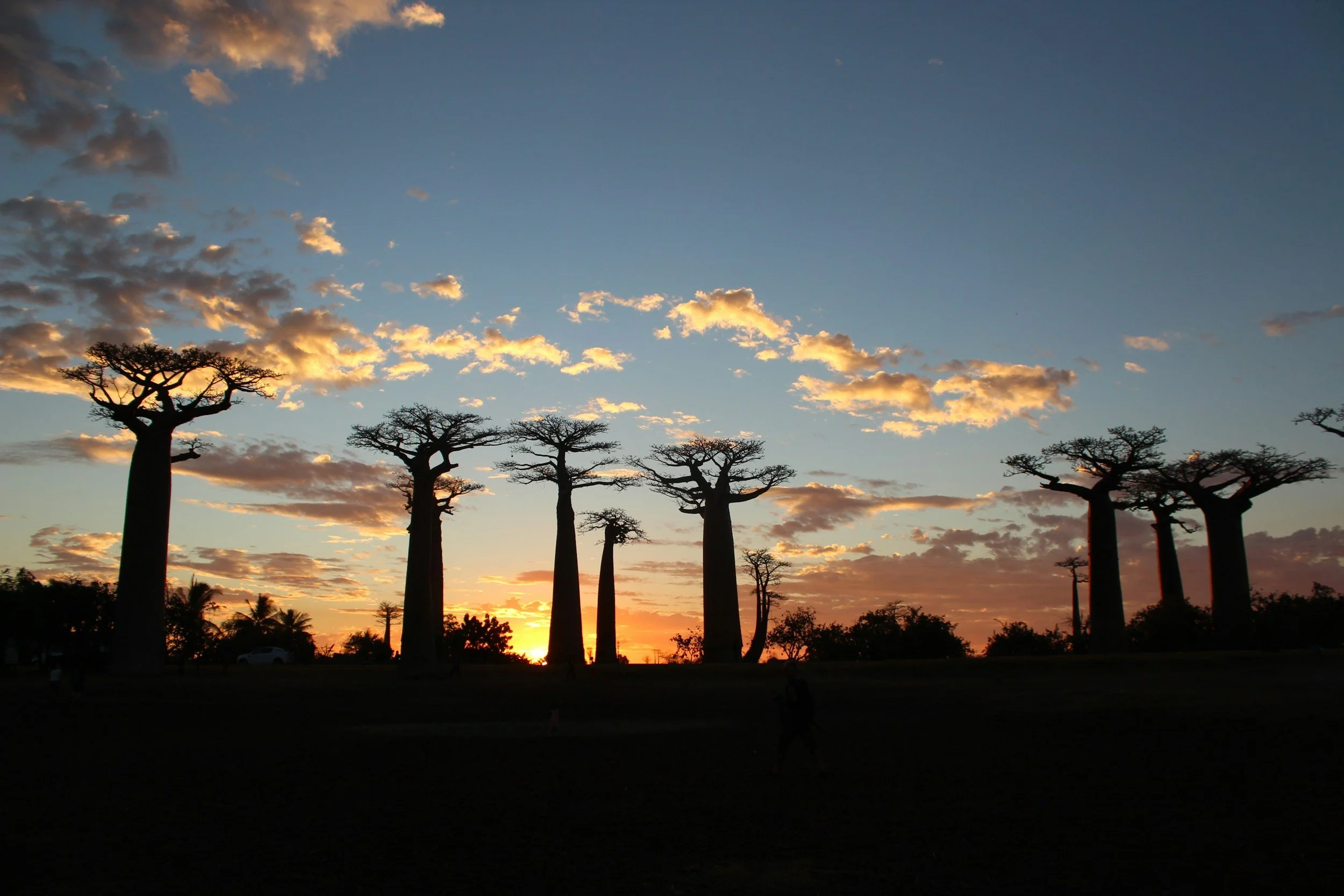 Madagascar: The World Apart Where Evolution Took Its Own Path
