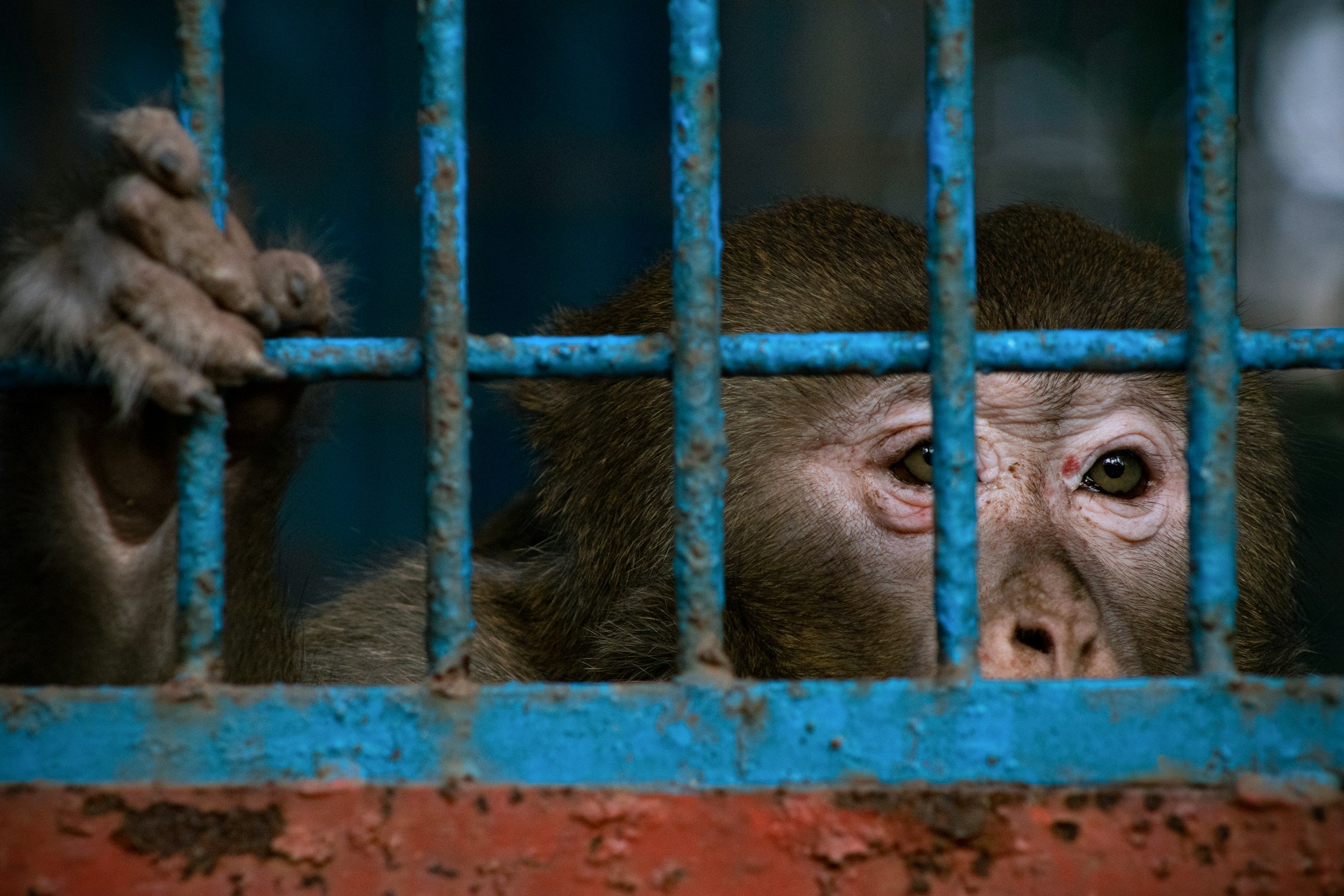 Venezuela’s Environmental Collapse: Oil, Illegal Mining, Wildlife Trafficking, and the Destruction of a Megadiverse Nation