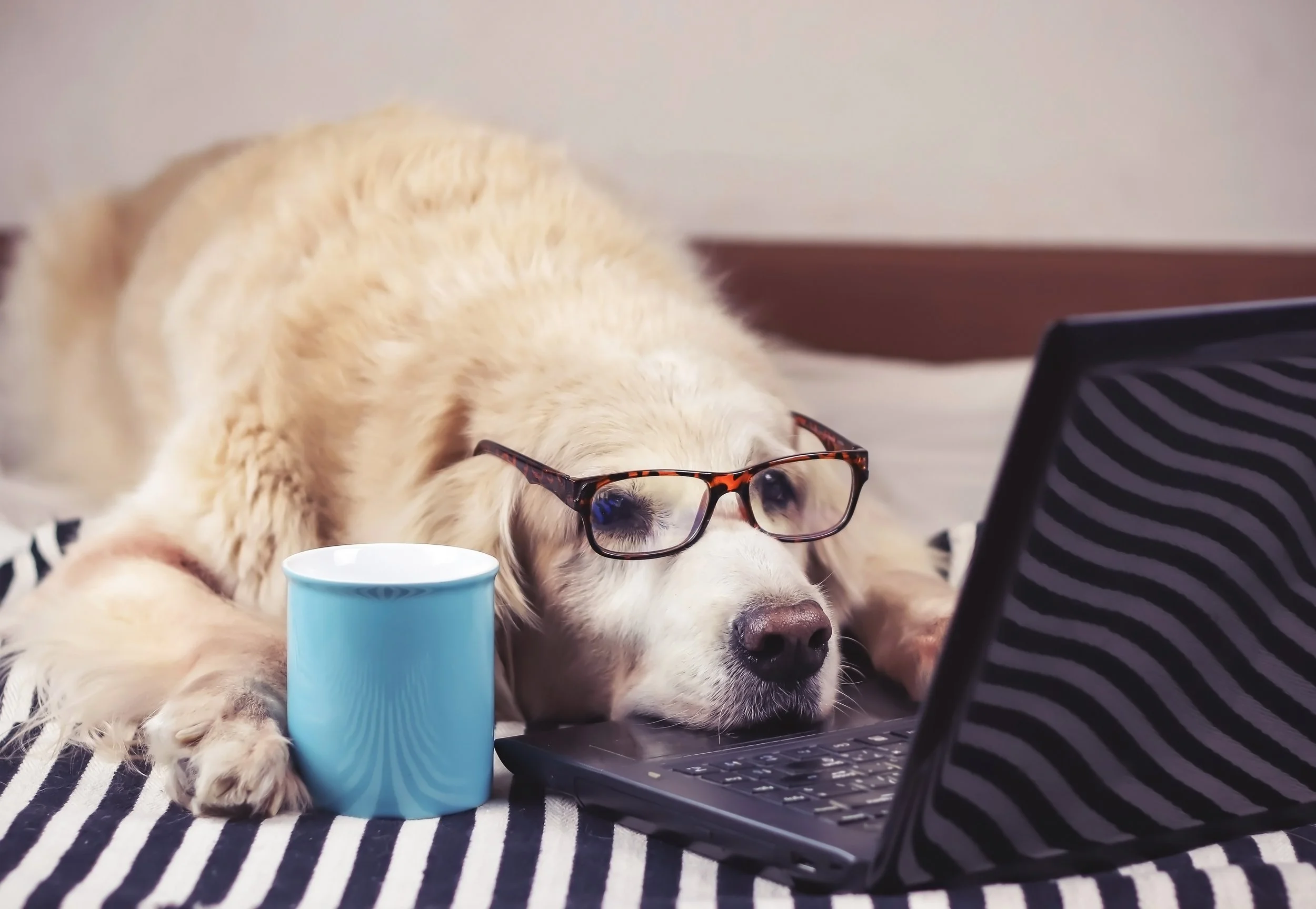 Golden retriever dog wearing glasses and resting its head on a laptop keyboard watching Daytripper's videos of dog training games.