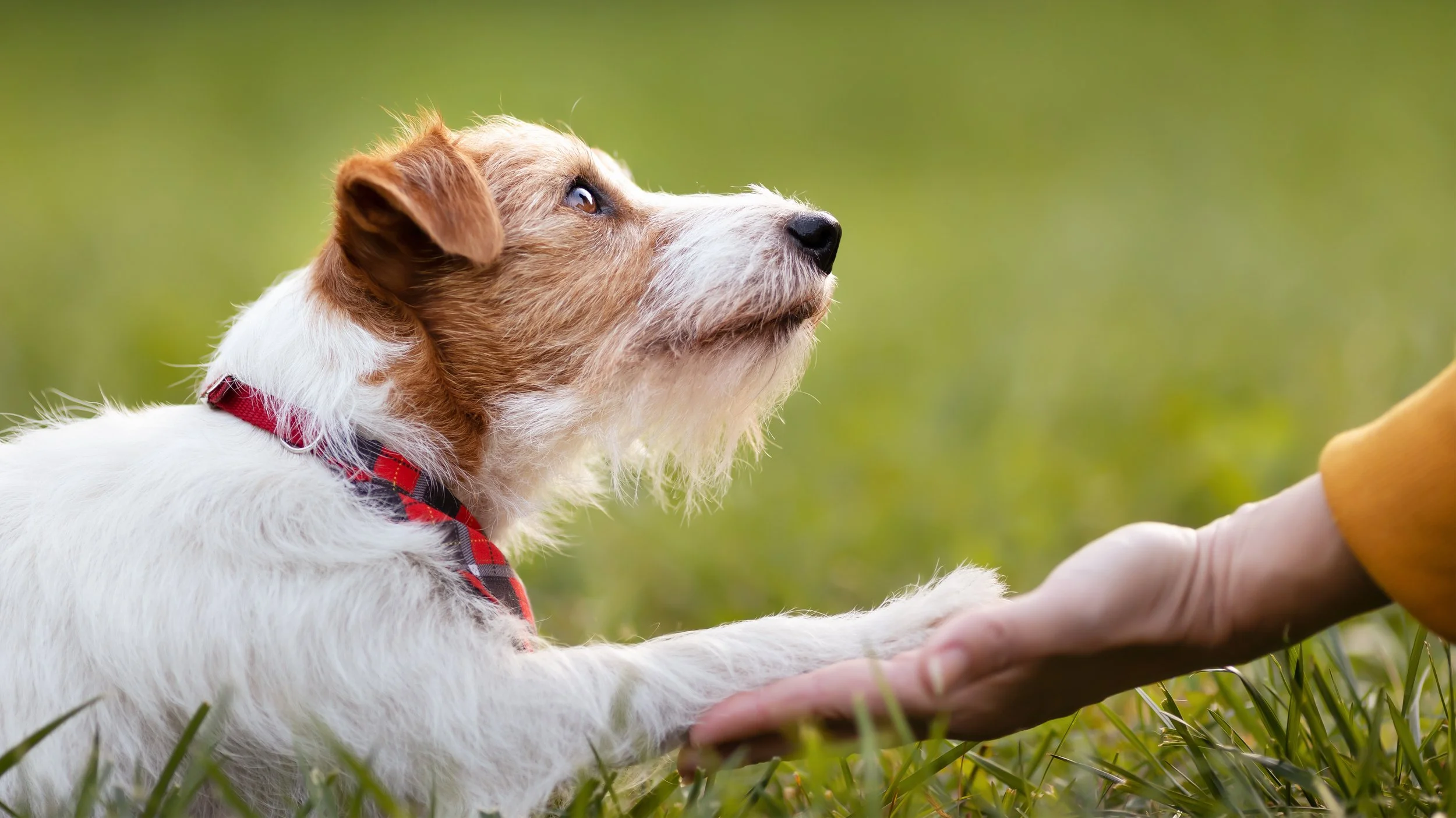 A dog with a red collar gently places a paw in a person's hand, illustrating trust and communication that results with concept training.