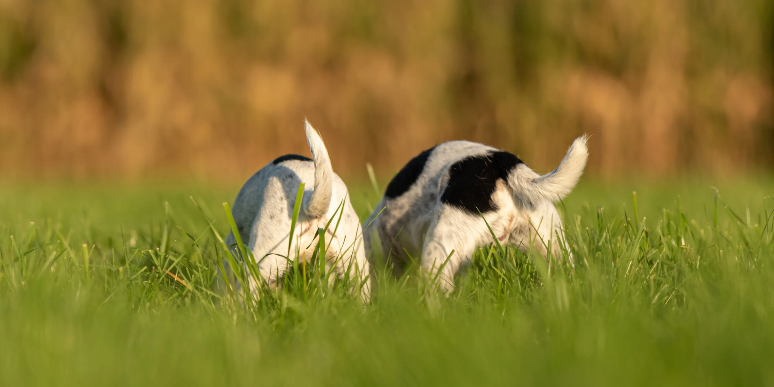 Dog exploring outdoors during a training session, illustrating the importance of calm, sniffing activities in Port Perry, S. Kawartha Lakes, N. Durham and Lindsay..