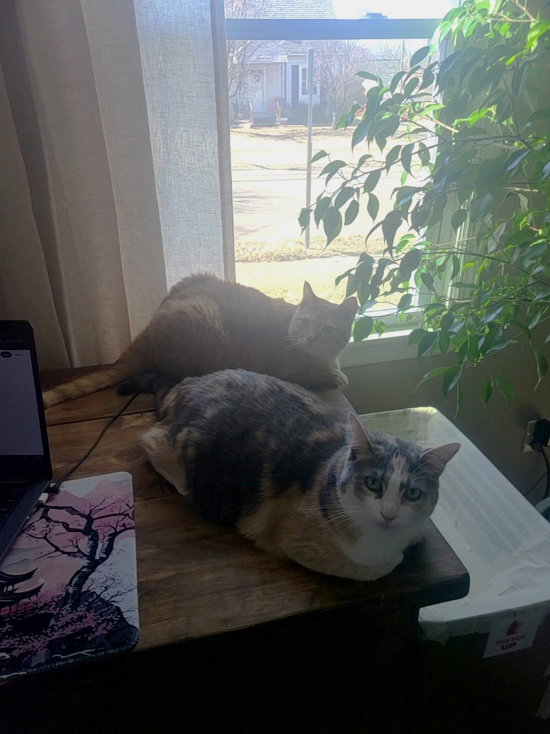 Kitties on desk2.0.jpg