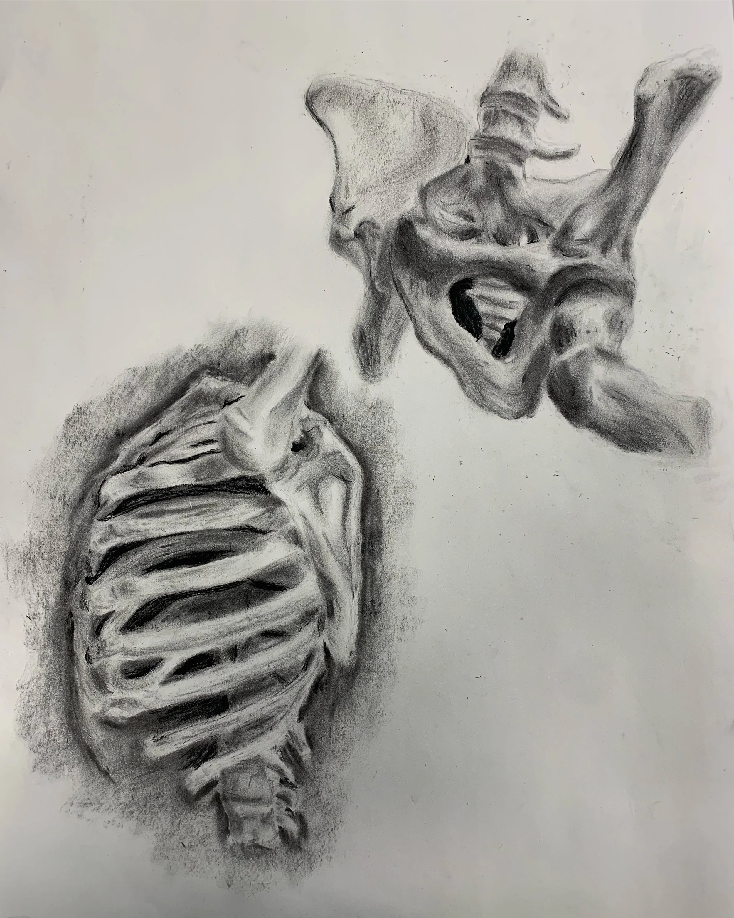 Ribs and Pelvis