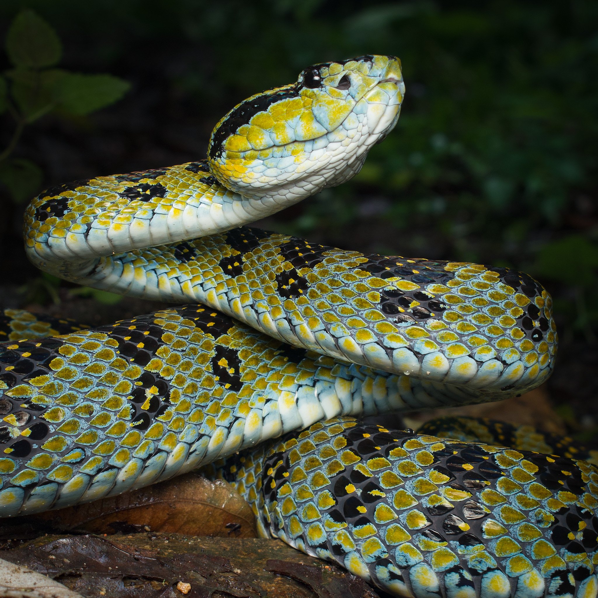 Kaulback's Pit Viper , Protobothrops kaulbacki. A beautiful enigmatic viper from Northeast India Arunachal