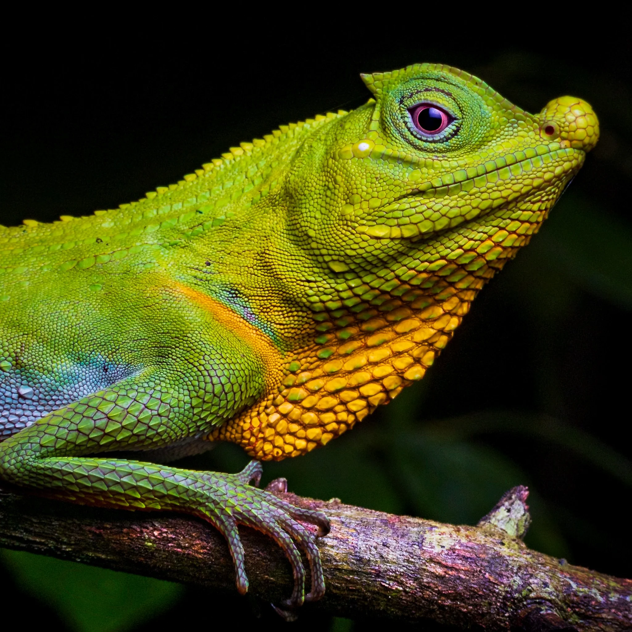 the Lyre-headed or Hump-nosed Lizard (Lyriocephalus scutatus) from Sri Lanka