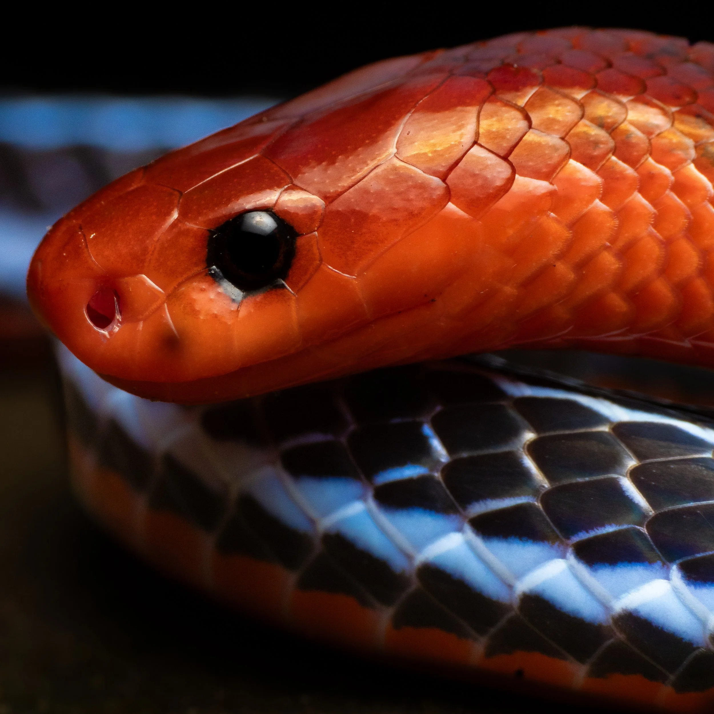 The bornean Blue Coral snake ( Calliophis bivirgata tetrataeniata / bivirgatus tetrataeniatus )