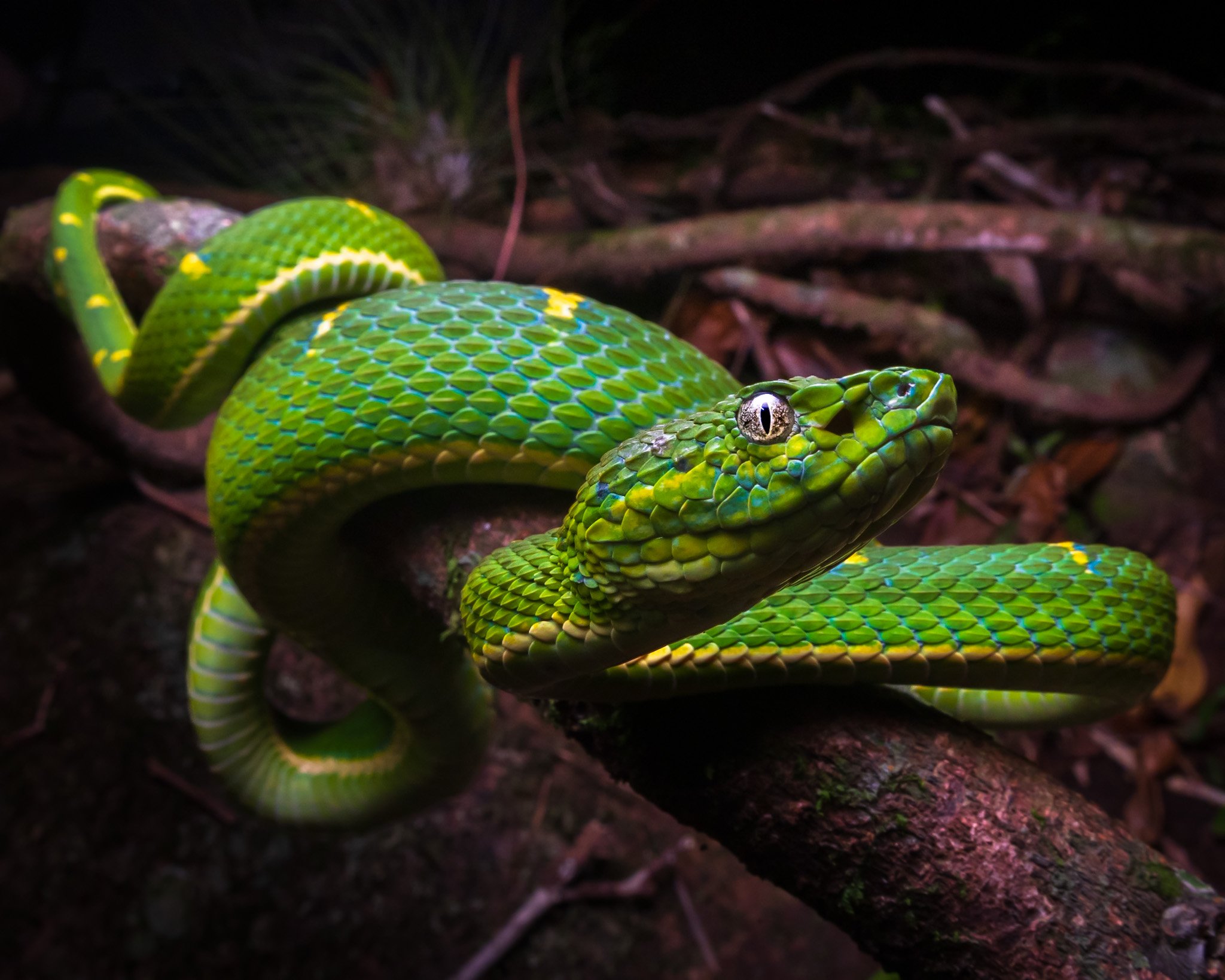 Side-striped Palm Pitviper - Bothriechis lateralis from Costa Rica
