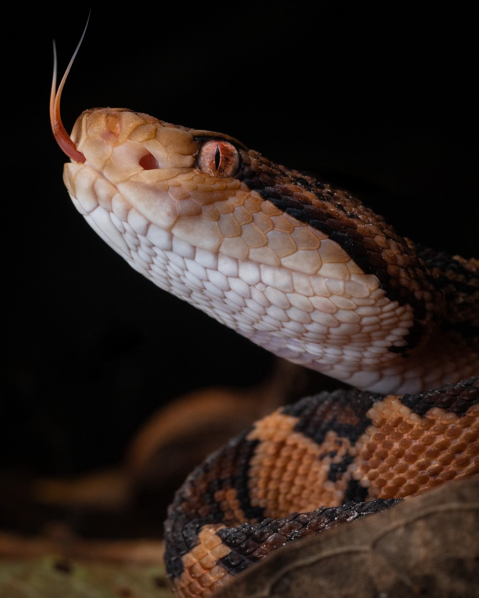 South American Bushmaster (Lachesis muta) in the Surinamese Amazon Rainforest