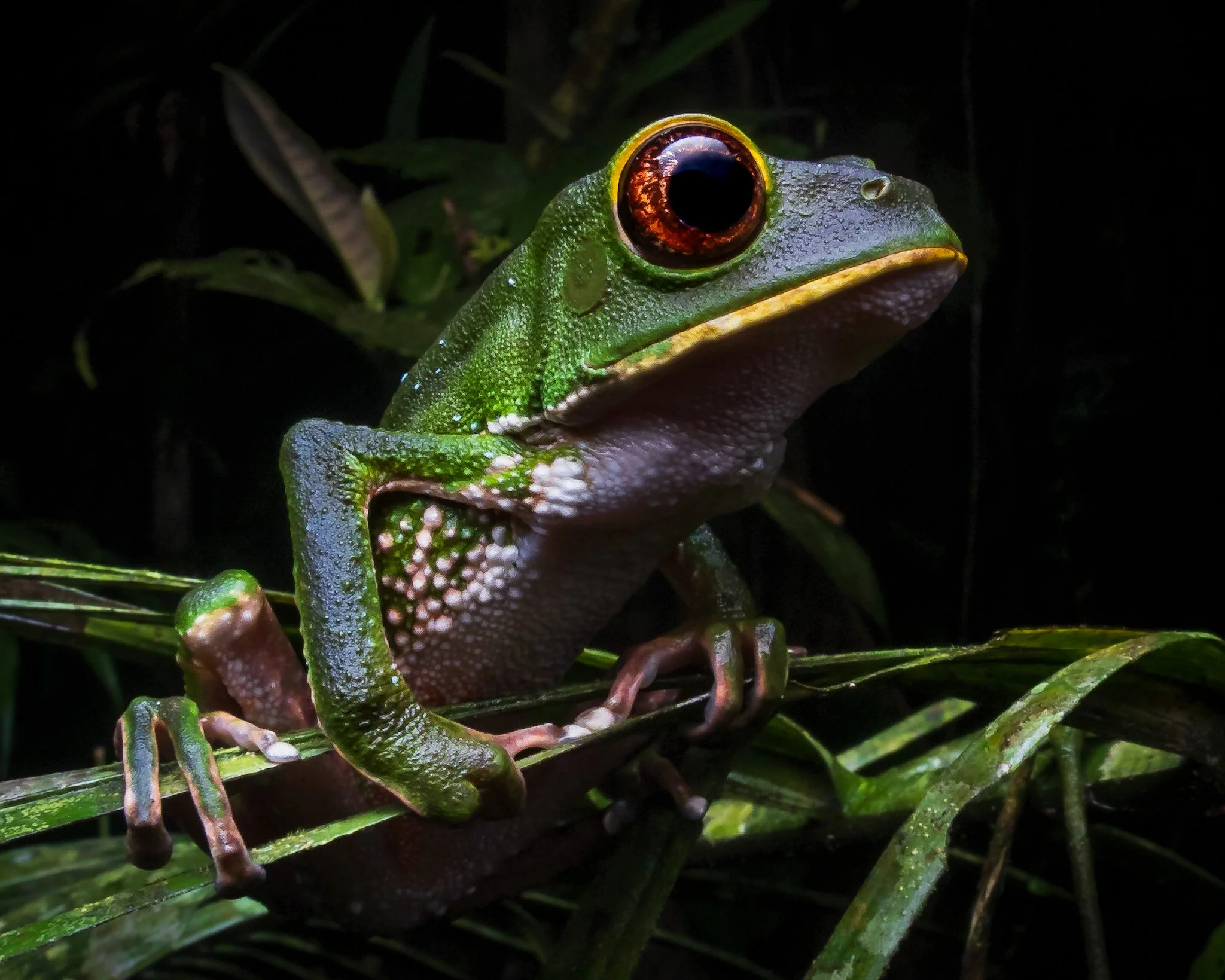 The Warty Monkey Frog (Phyllomedusa tarsius) from the Ecuadorian Amazon