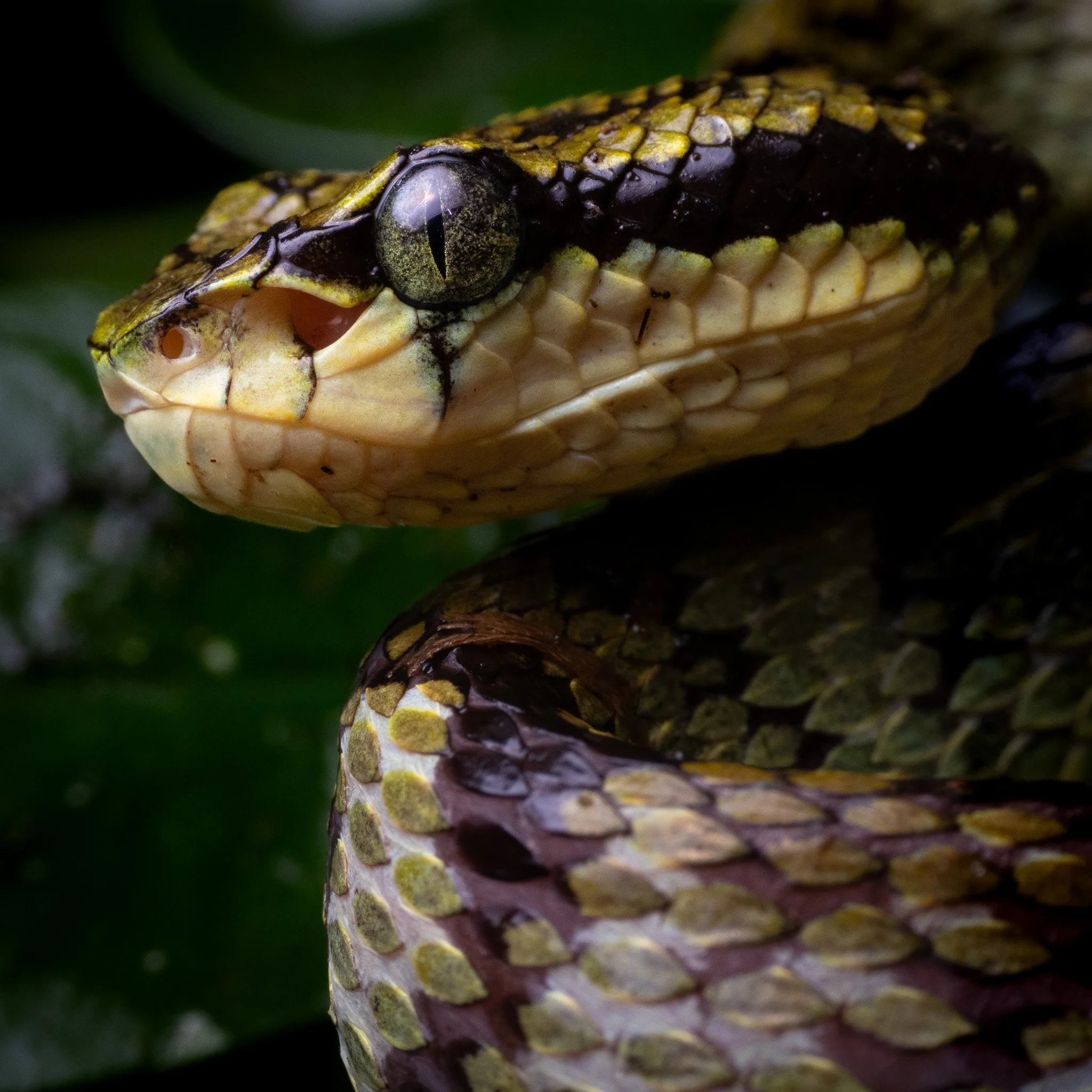 A portrait of the Sri Lankan Green Pit Viper - Craspedocephalus trigonocephalus in Sinharaja, Sri Lanka