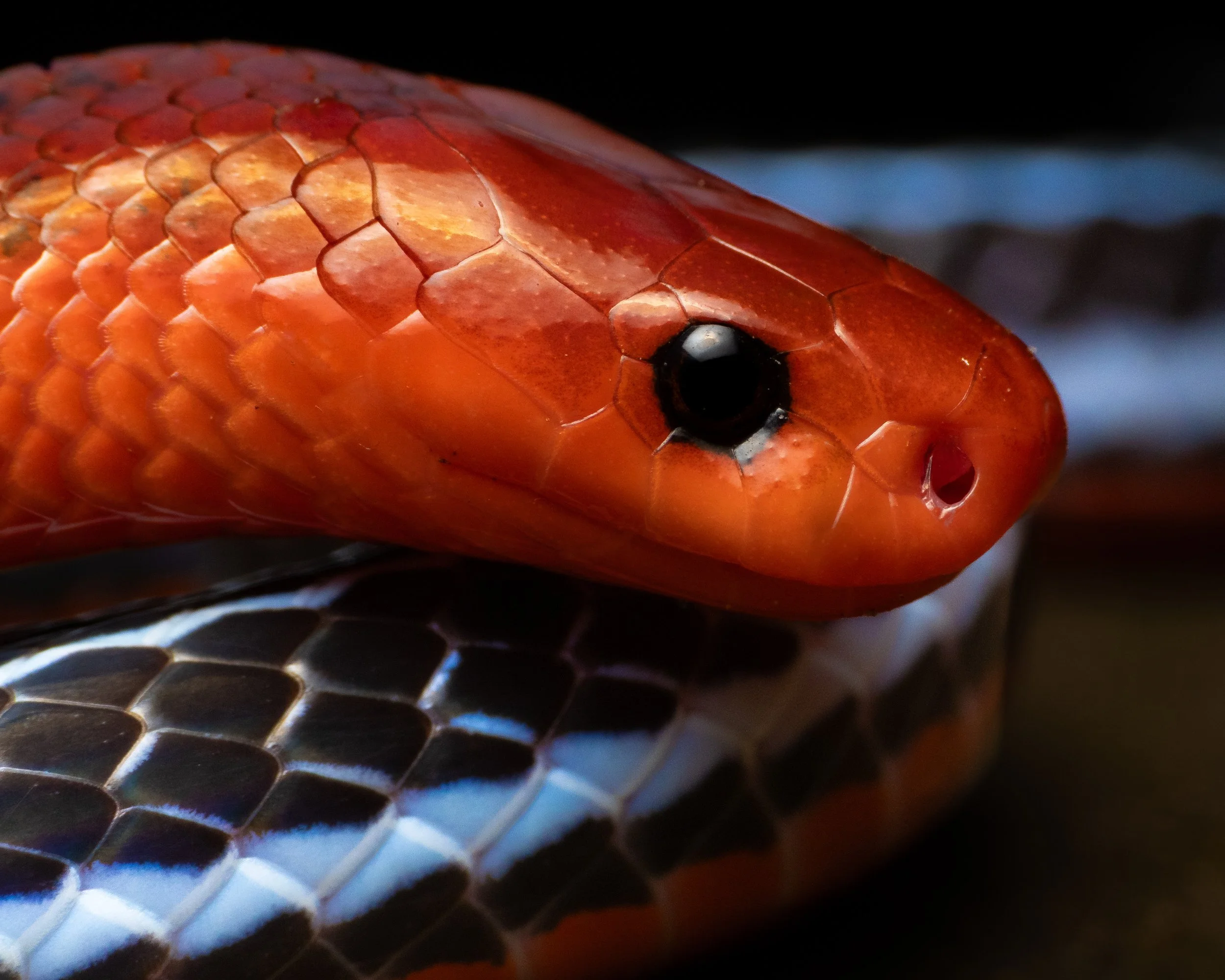 a close-up of the Bornean Blue Coral snake (Calliophis bivirgata tetrataeniata) in Sabah borneo