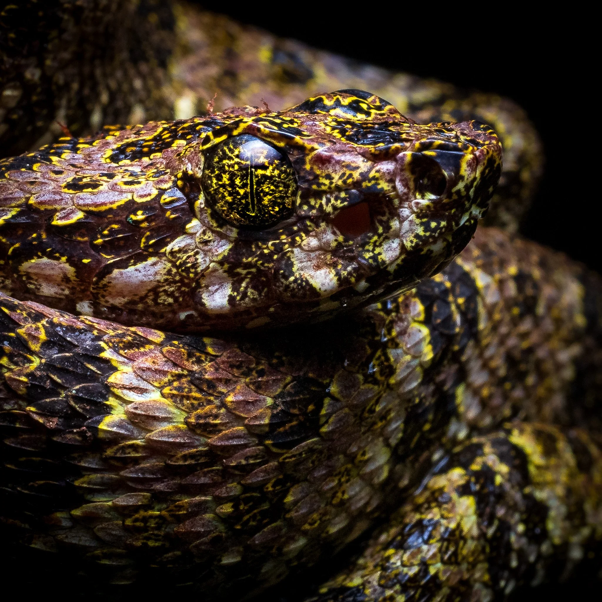 a juvenile Bothrops taeniatus / Speckled forest Pitviper from the Ecuadorian Amazon