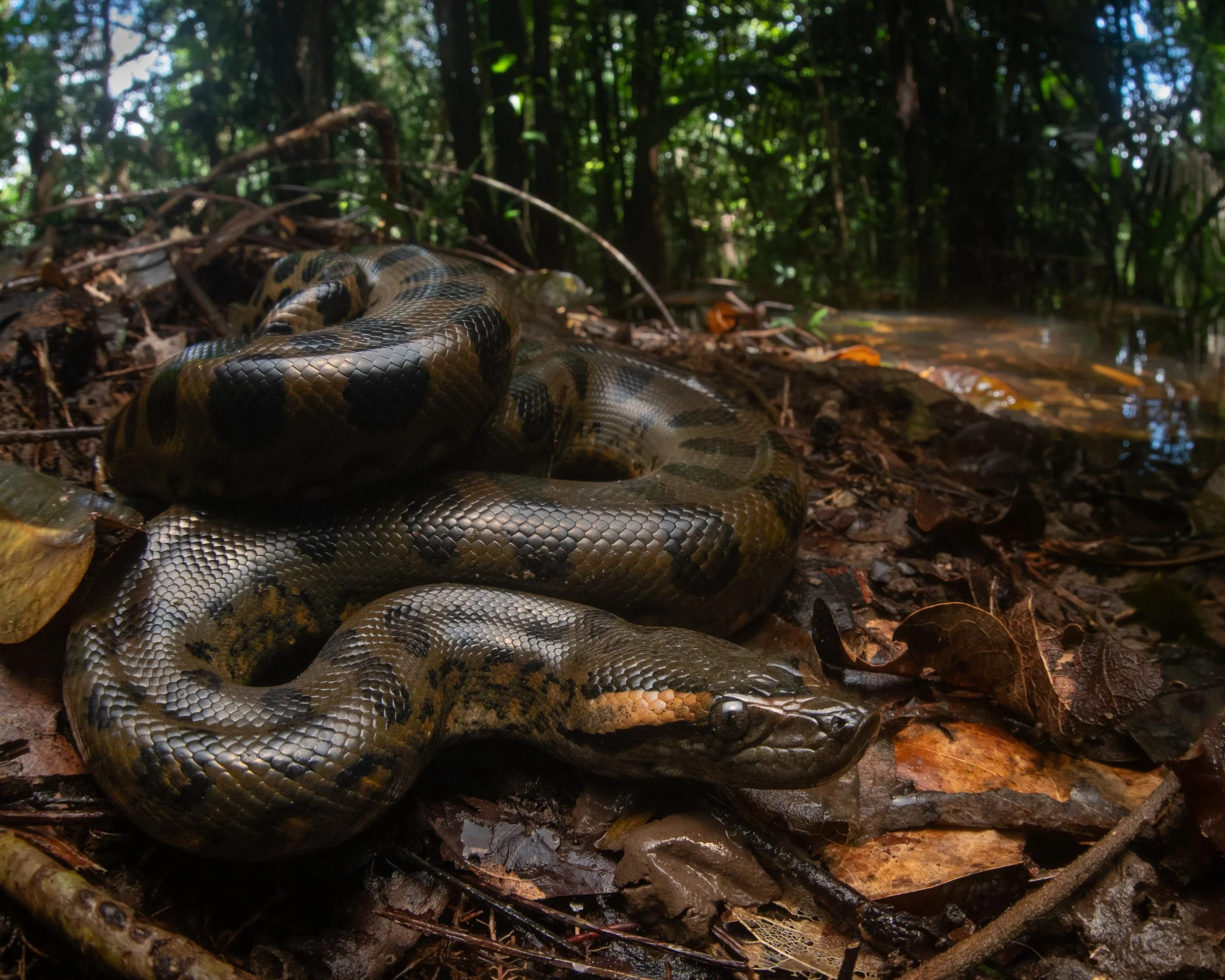 A Young Green Anaconda (Eunectes murinus) found on a Unbound Expedition herping tour in Suriname
