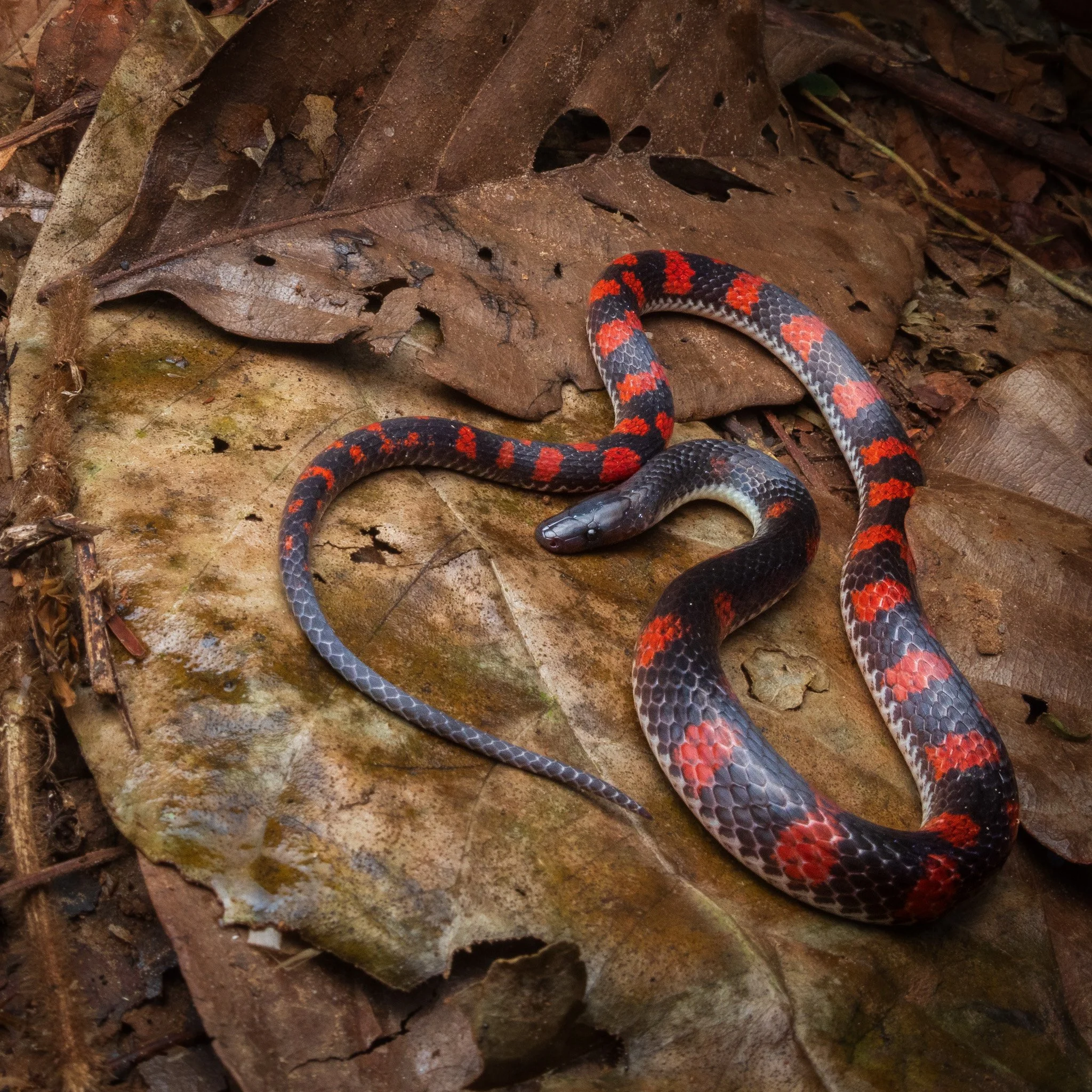 Costa Rican Earth Snake (Geophis brachycephalus)