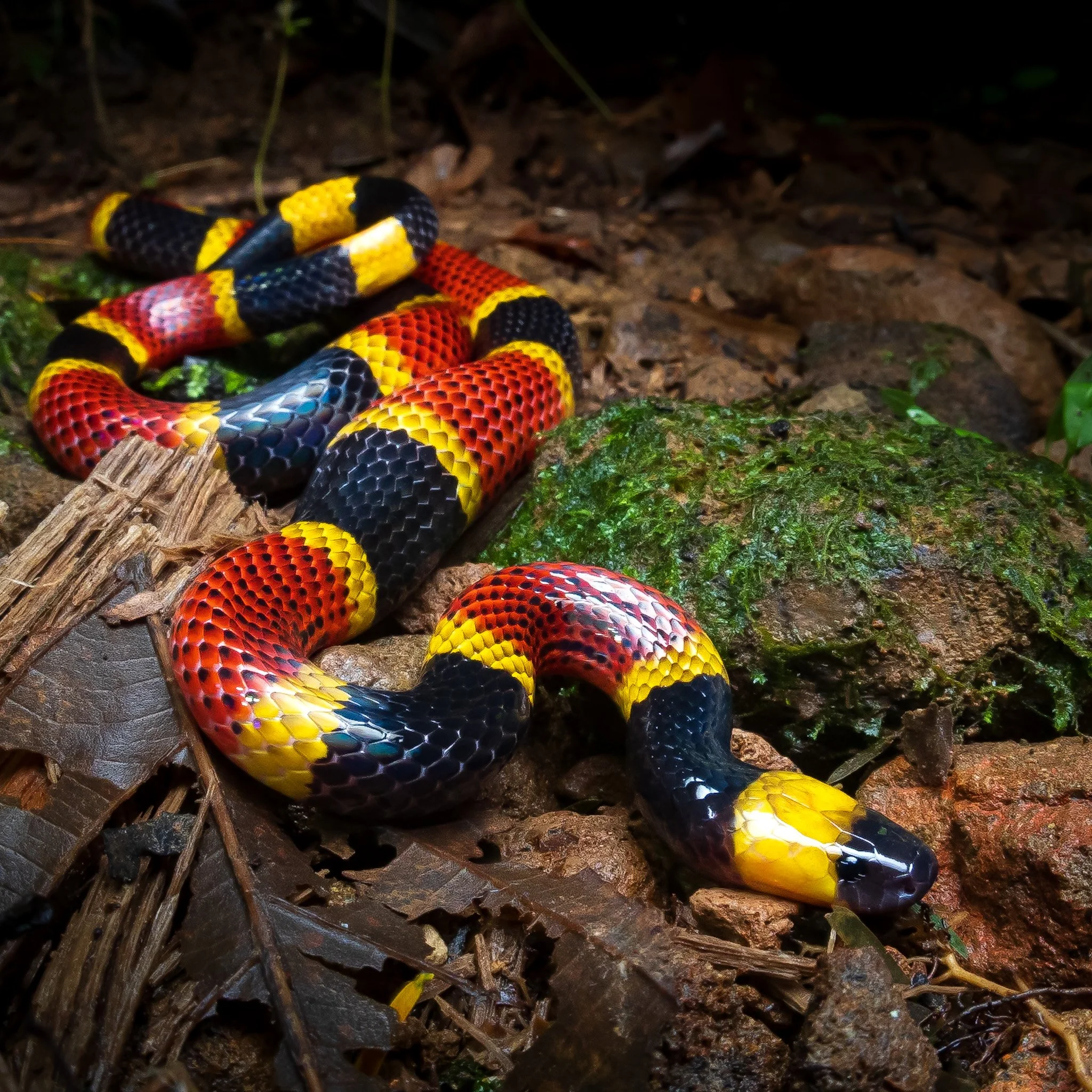 Costa Rican Coral Snake / Micrurus mosquitensis from the Caribbean lowlands of Costa Rica