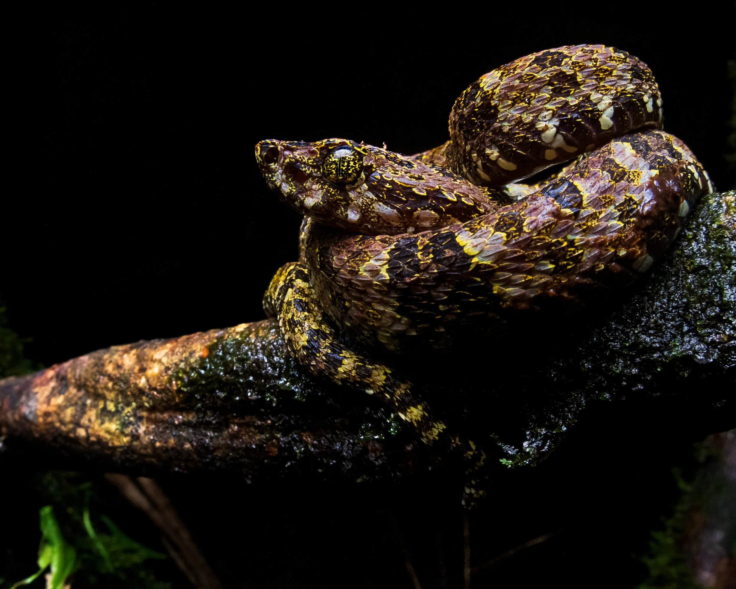 Bothrops Taeniatus , the Speckled Forest-Pitviper from Ecuador