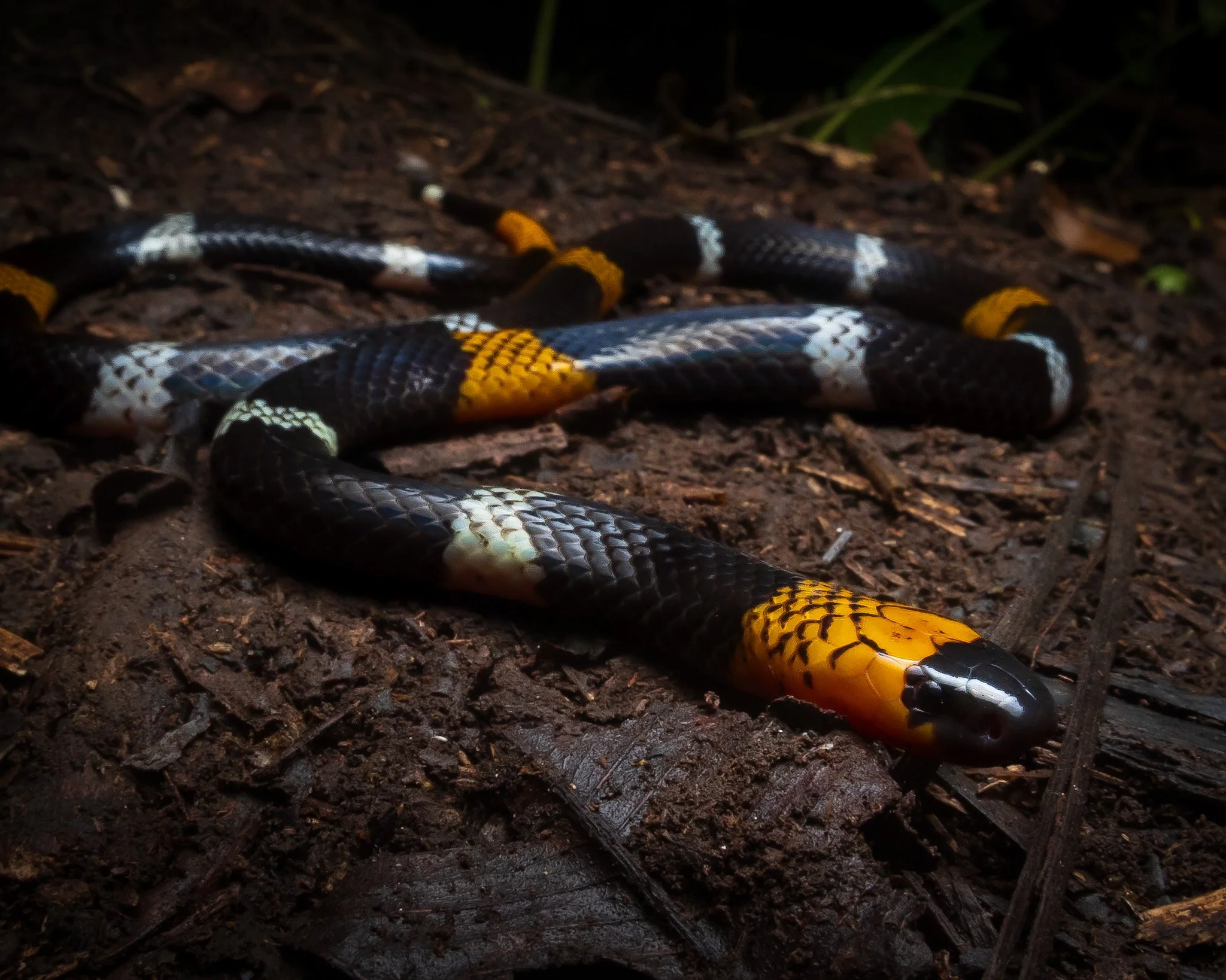 Orton's Coral / Western Worm-eating Coral Snake (Micrurus ortoni) from the Ecuadorian Amazon