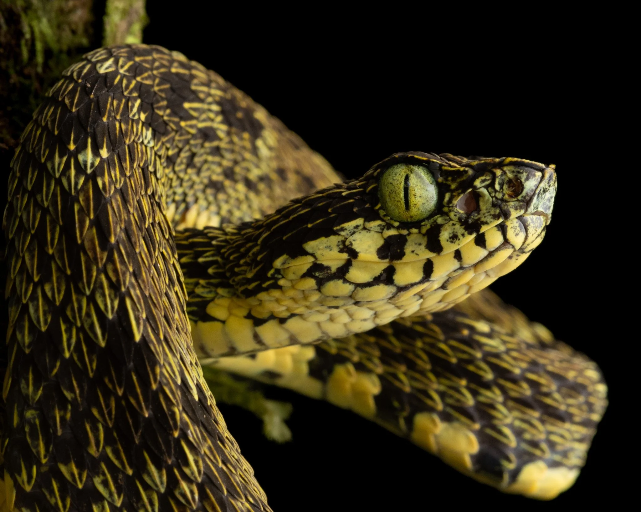 The Andean Forest-Pitviper (Bothrops pulcher), a rarely seen arboreal pitviper that resides at very high elevations in the Andean Cloudforests