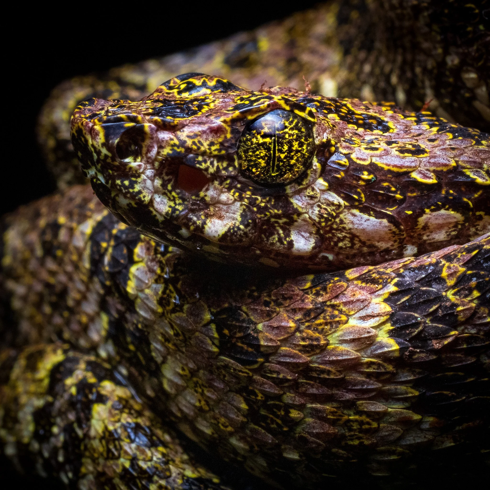 Bothrops Taeniatus , the Speckled Forest-Pitviper from Ecuador