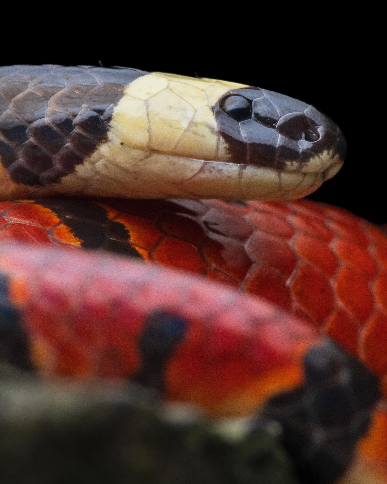 Macclelland's Coral Snake (Sinomicrurus macclellandi)from Arunachal Pradesh