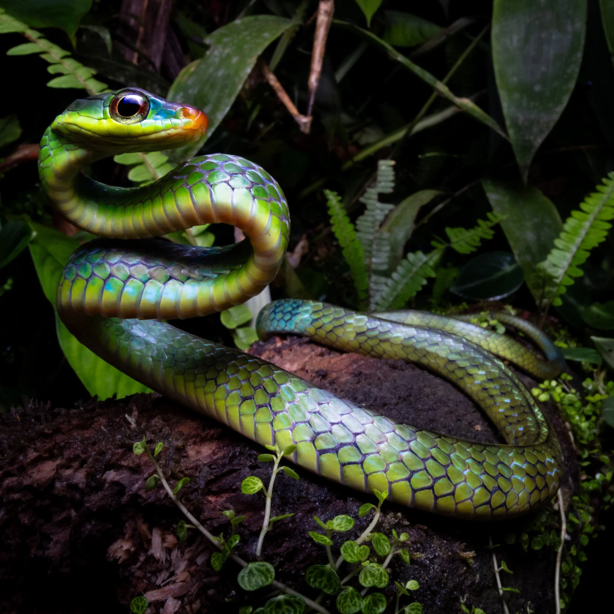 One of the rarest neotropical snakes: Rusty-fronted Sipo - Chironius leucometapus.
