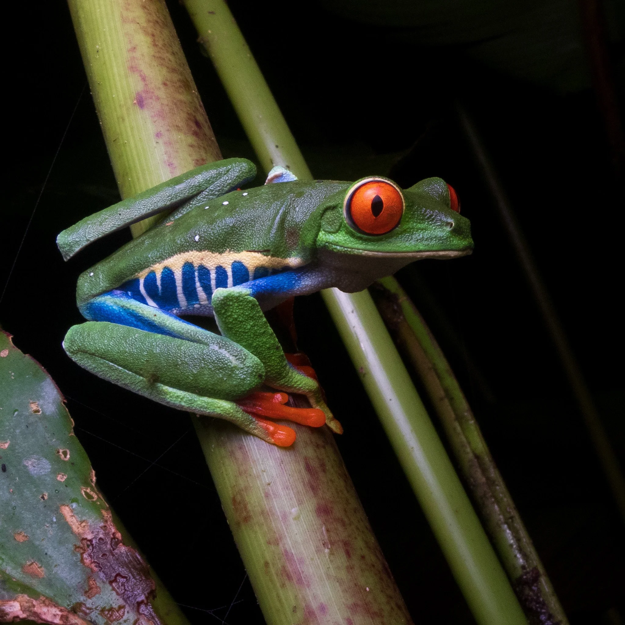 Red-eyed Tree Frog (Agalychnis callidryas) from La Fortuna